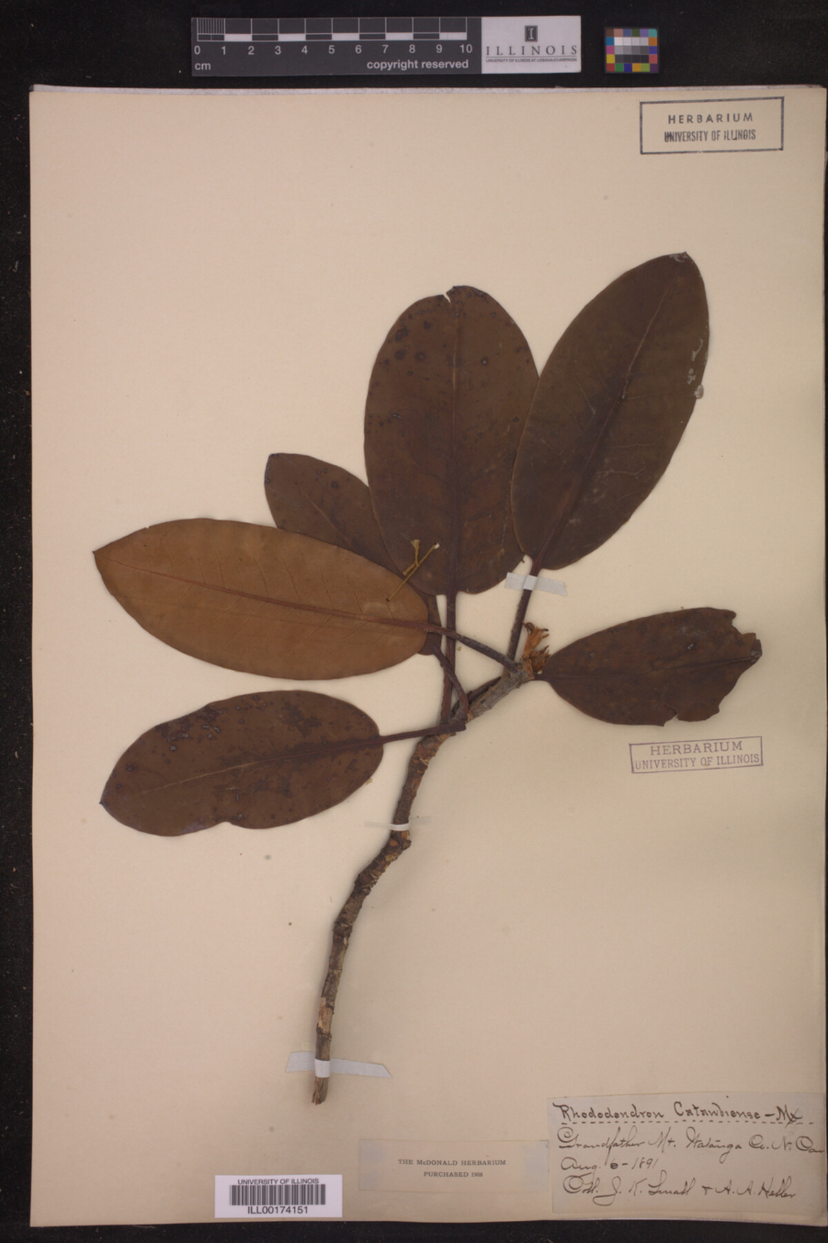 Rhododendron catawbiense image