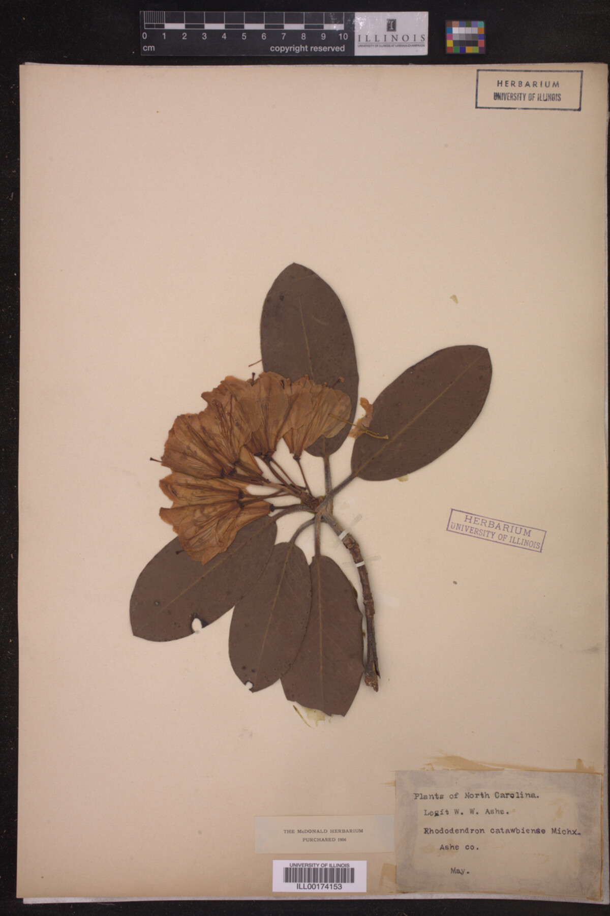 Rhododendron catawbiense image