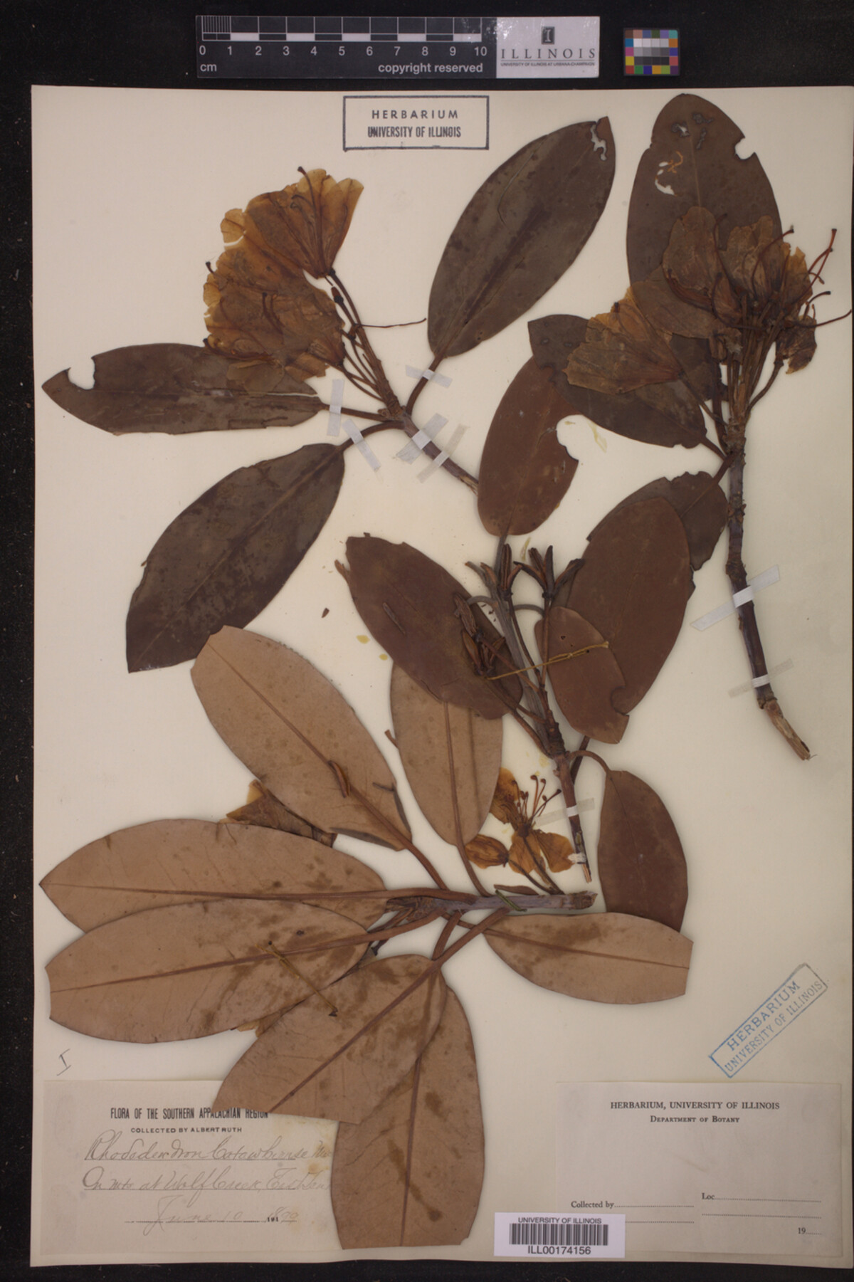 Rhododendron catawbiense image
