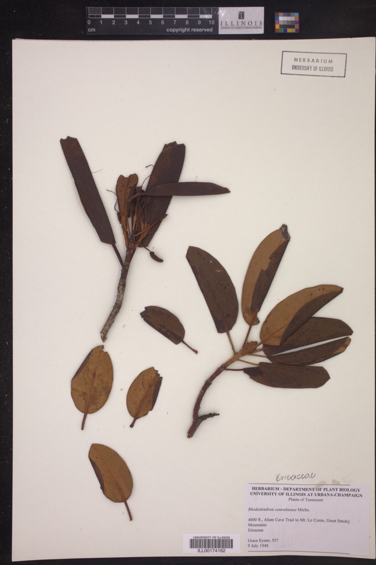 Rhododendron catawbiense image