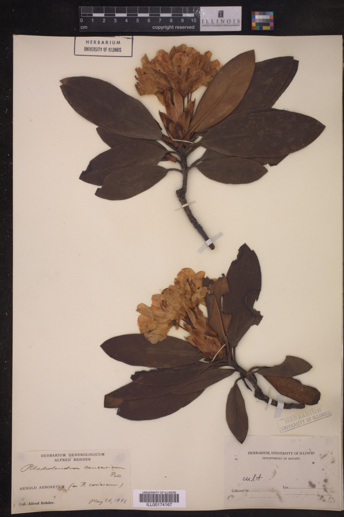 Rhododendron caucasicum image