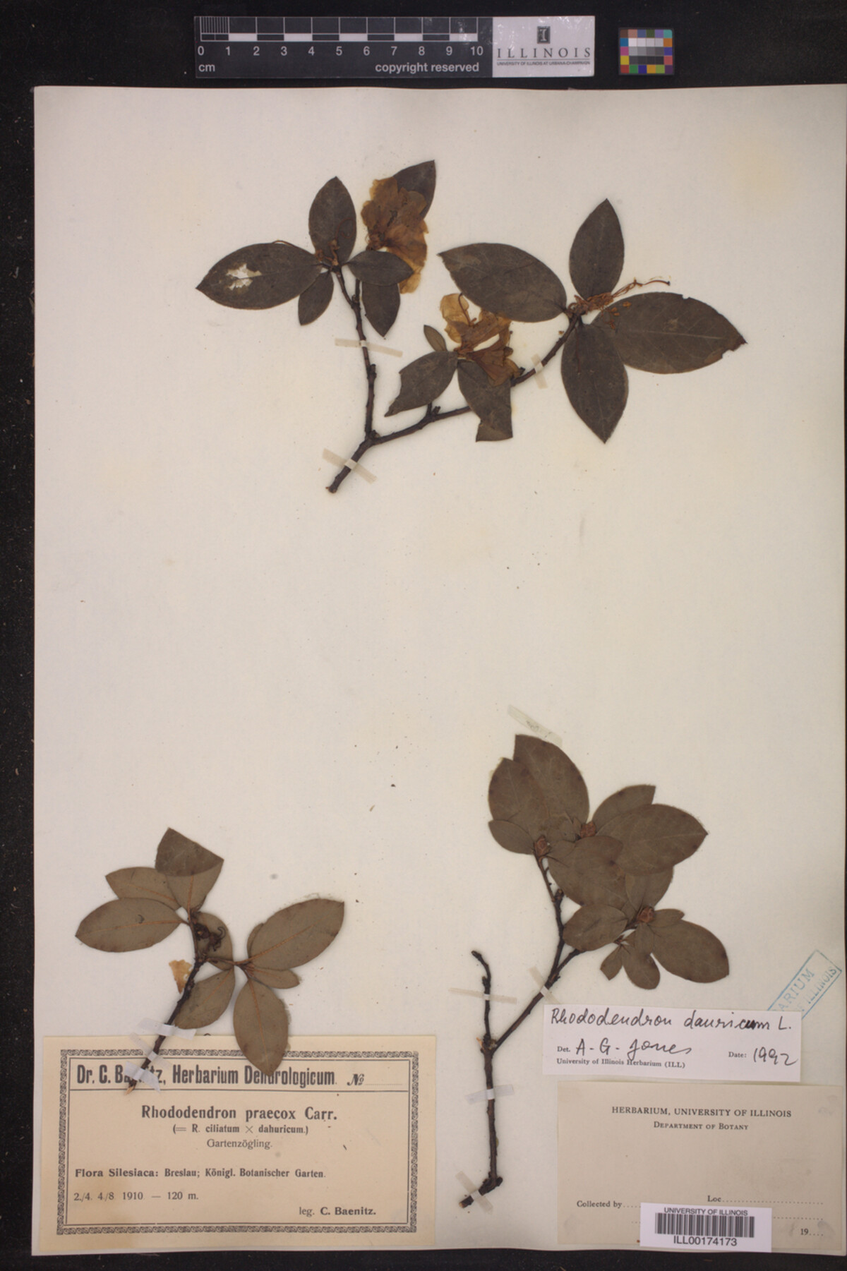 Rhododendron dauricum image
