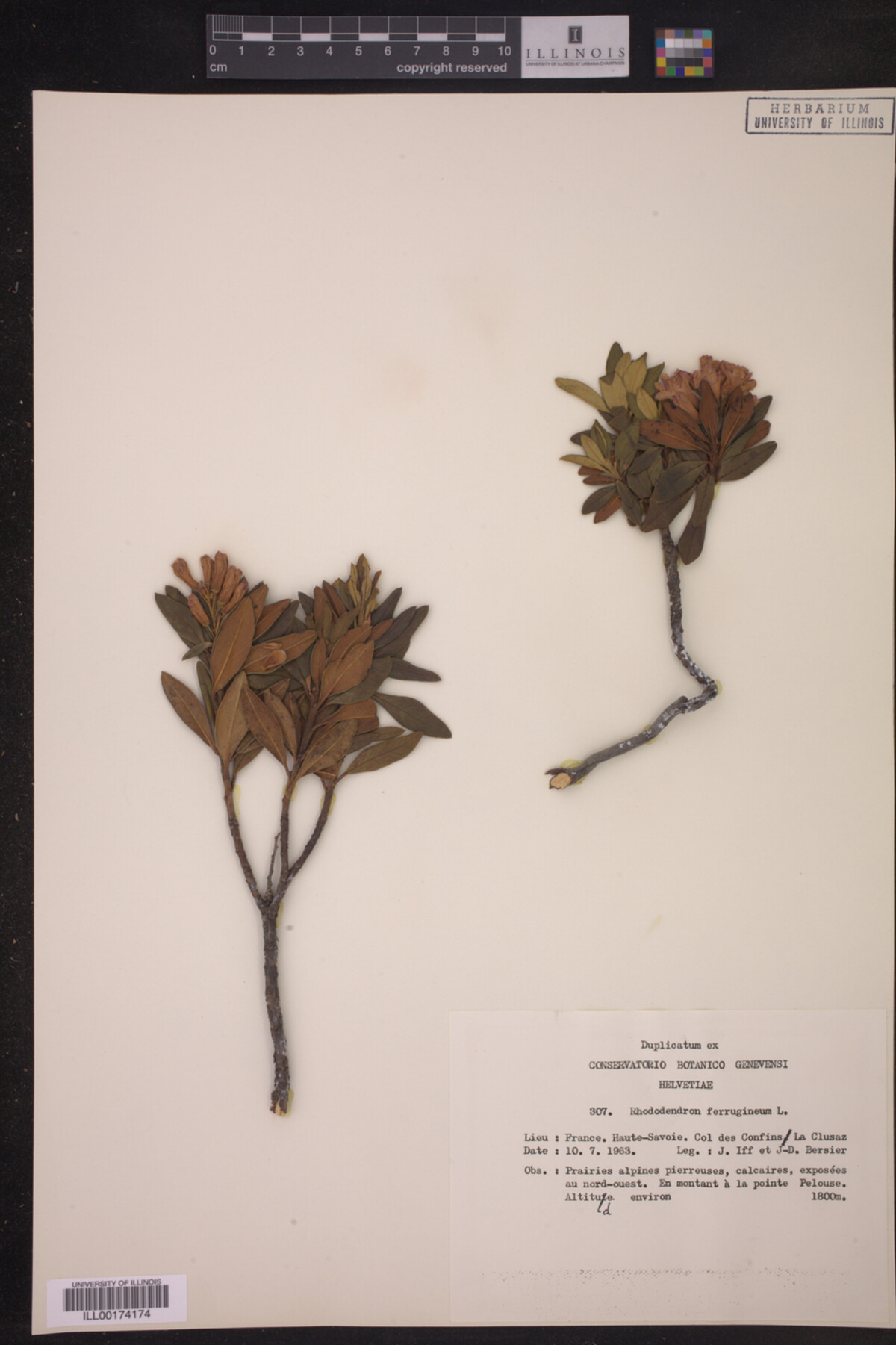Rhododendron ferrugineum image