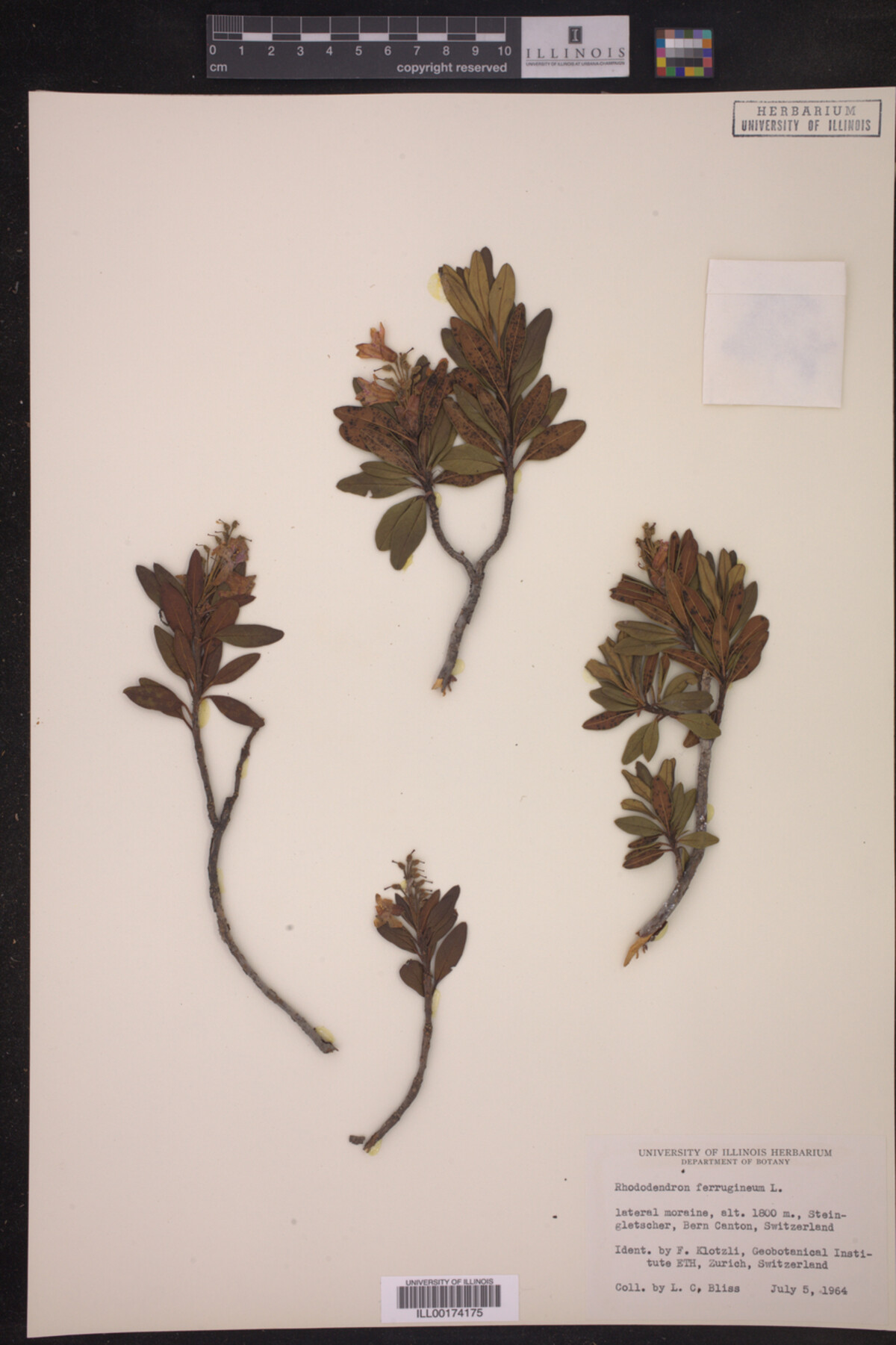 Rhododendron ferrugineum image