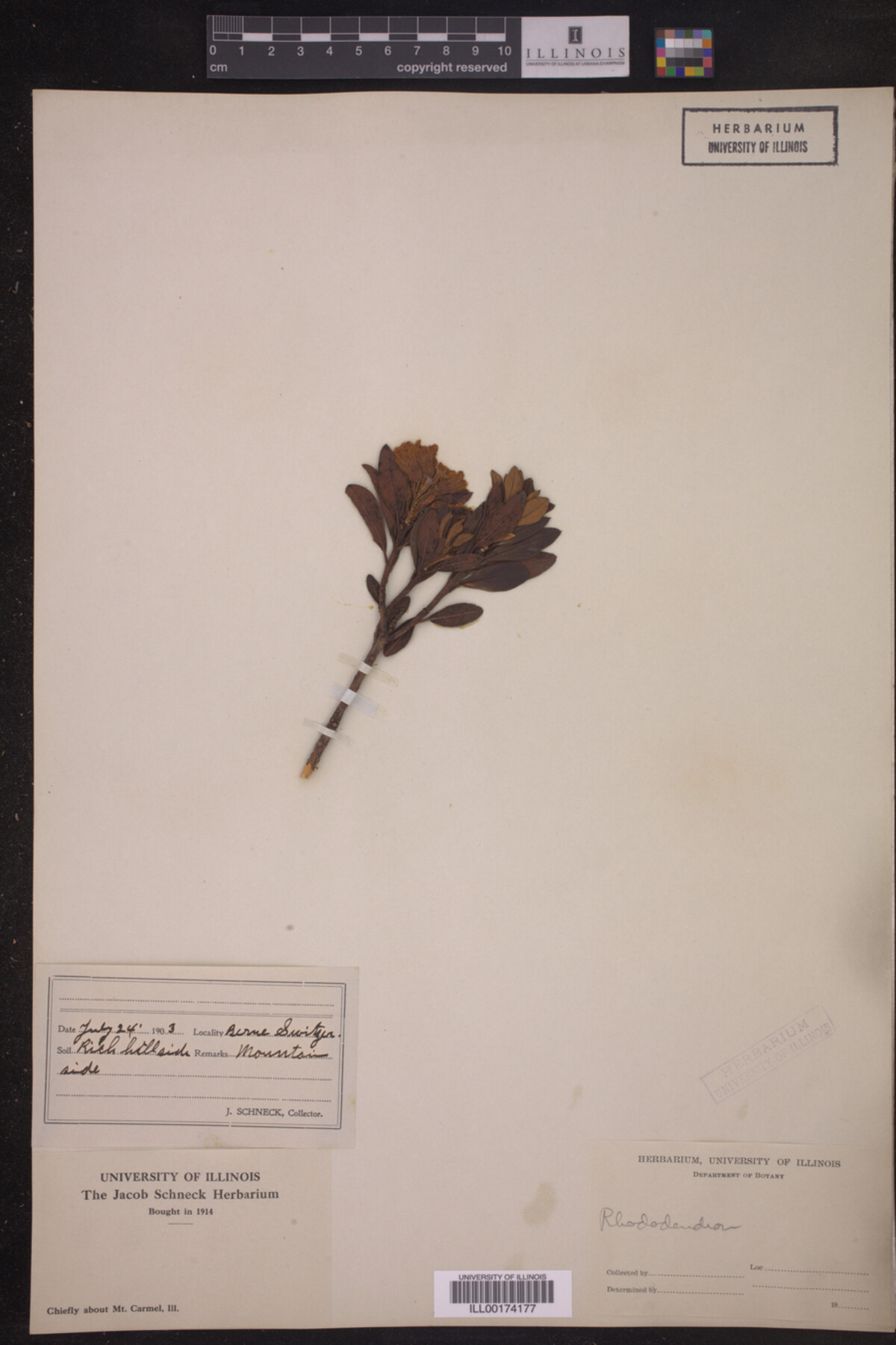 Rhododendron image