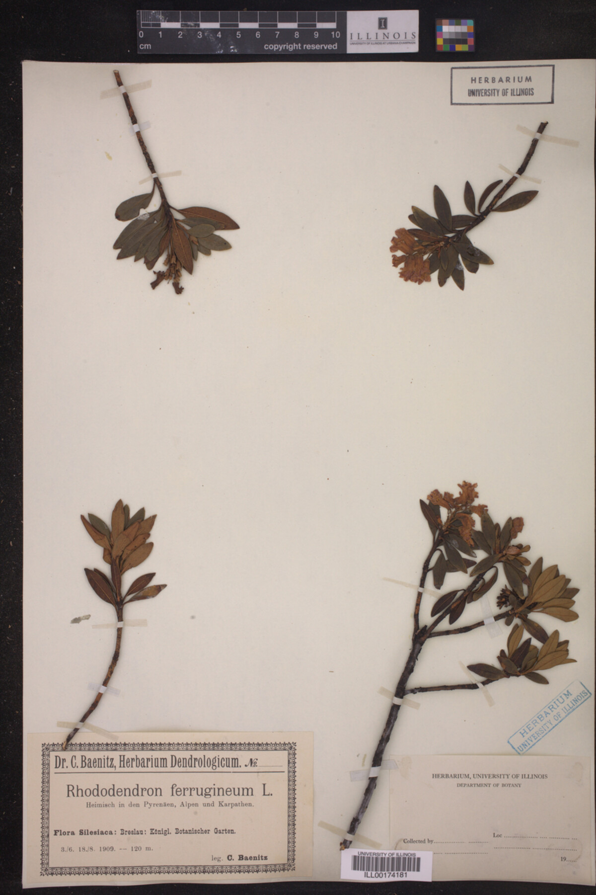 Rhododendron ferrugineum image
