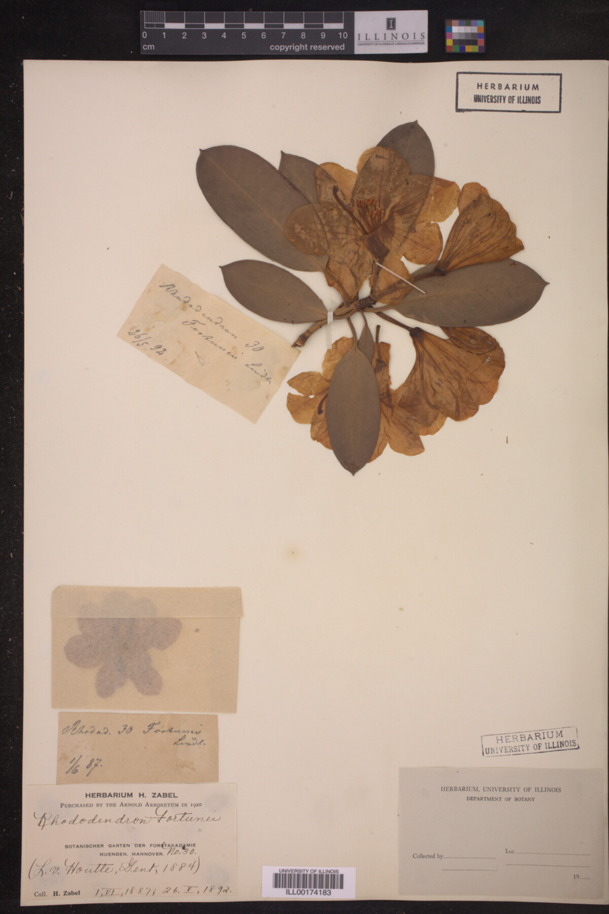 Rhododendron fortunei image