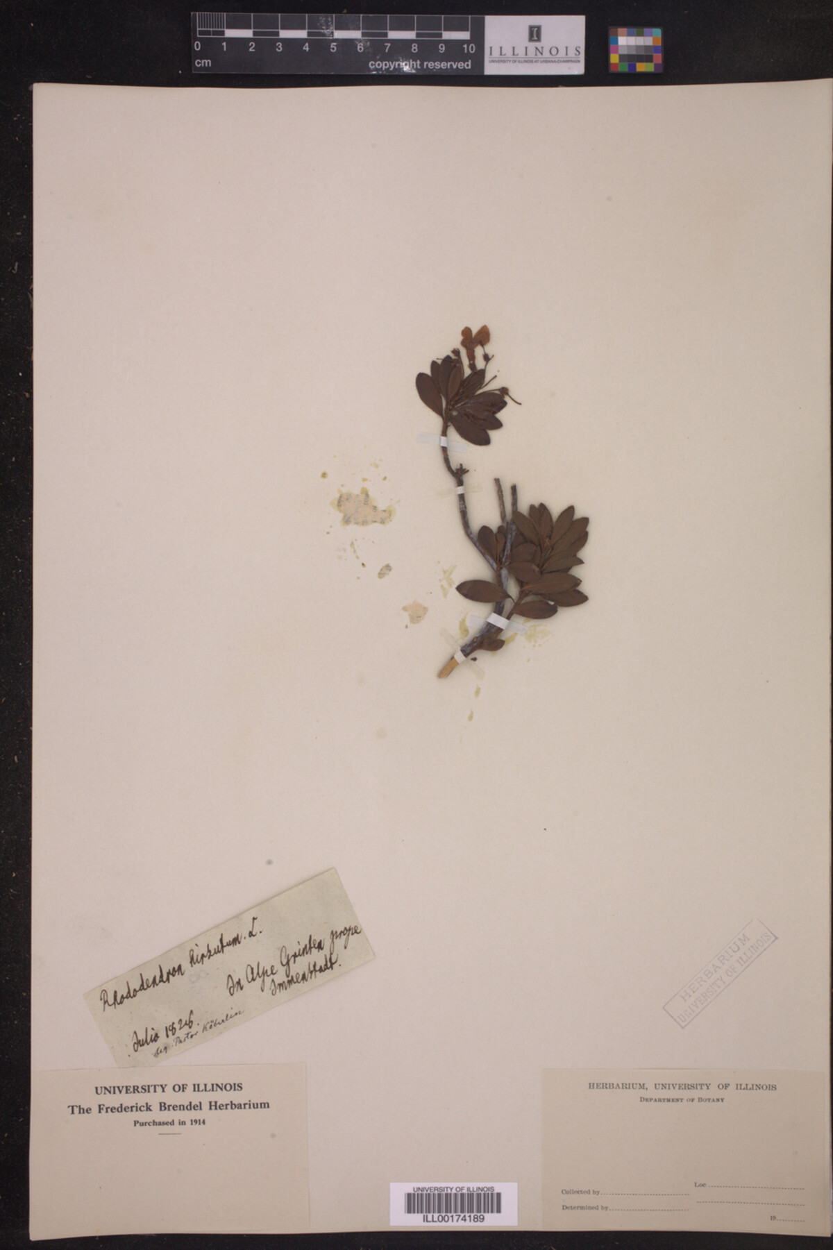 Rhododendron hirsutum image