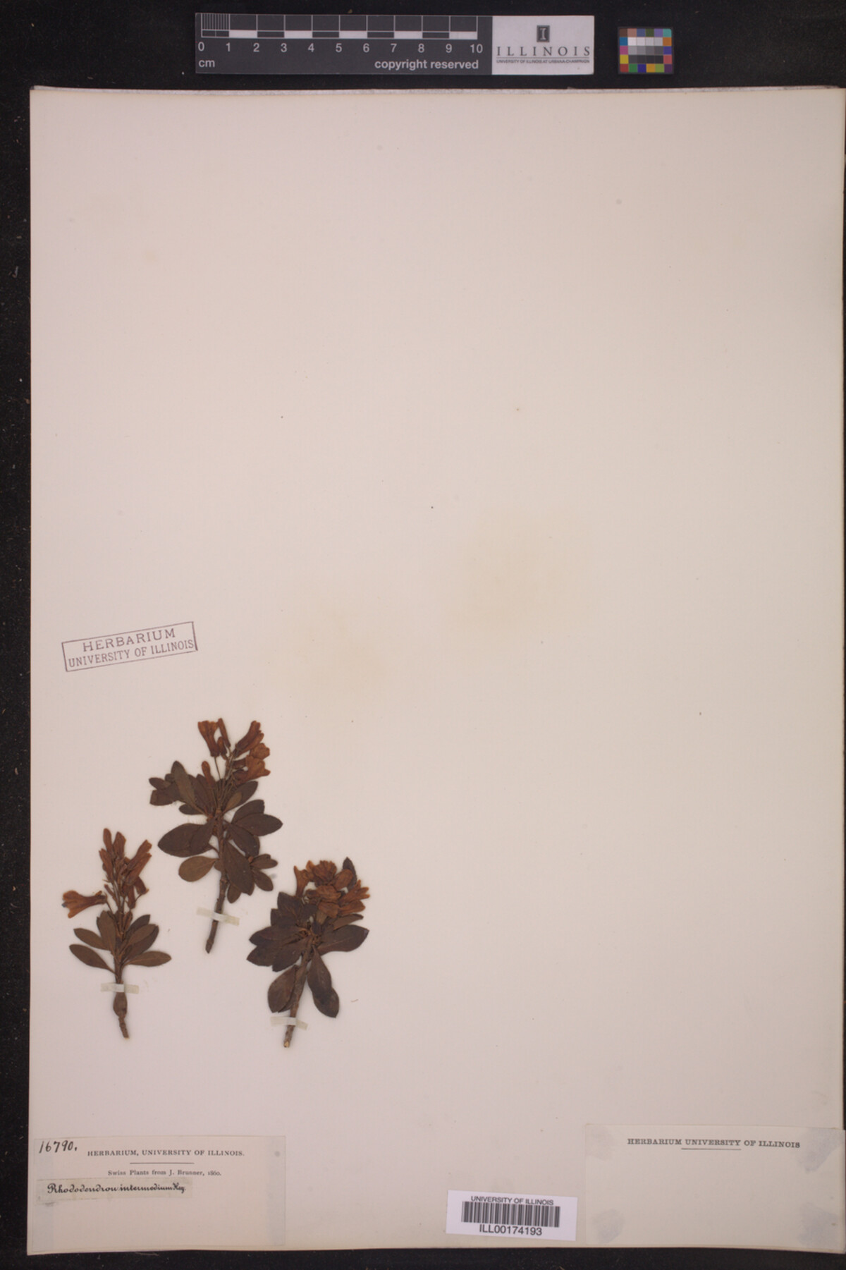 Rhododendron hirsutum image