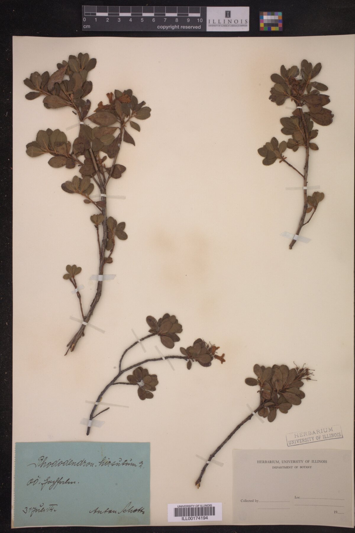 Rhododendron hirsutum image