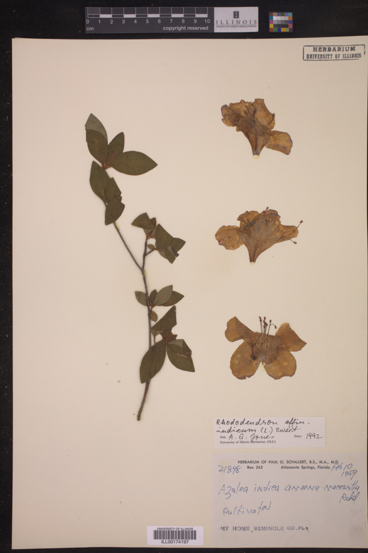 Rhododendron indicum image