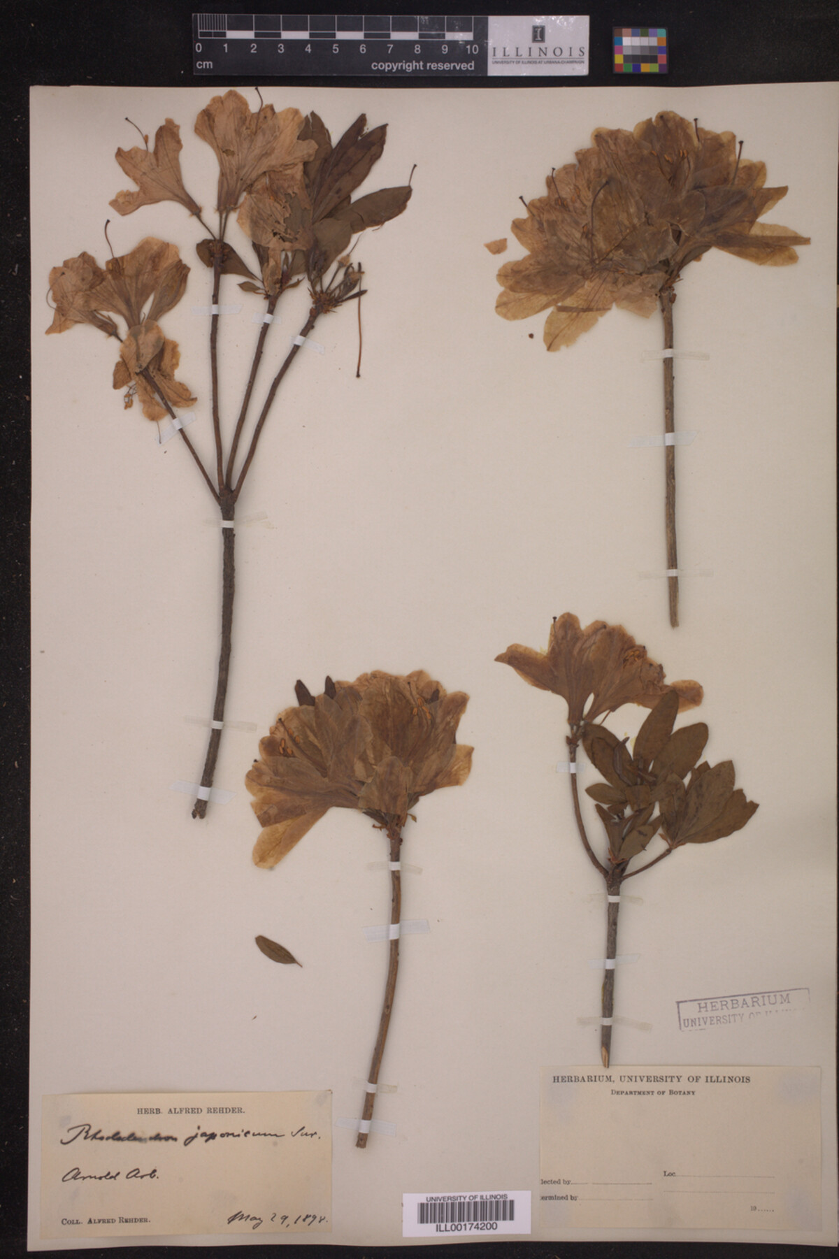 Rhododendron japonicum image
