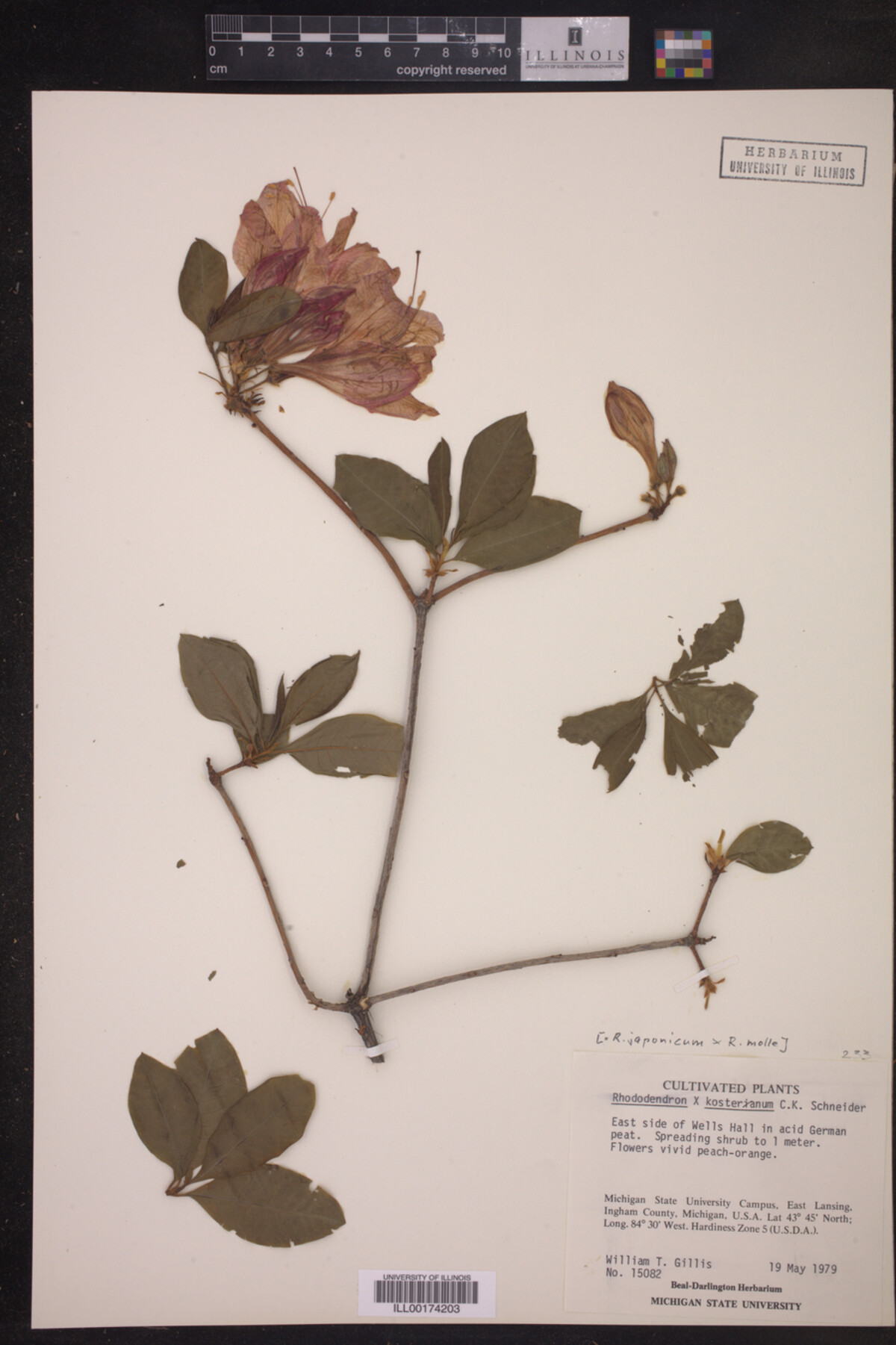 Rhododendron ×kosterianum image