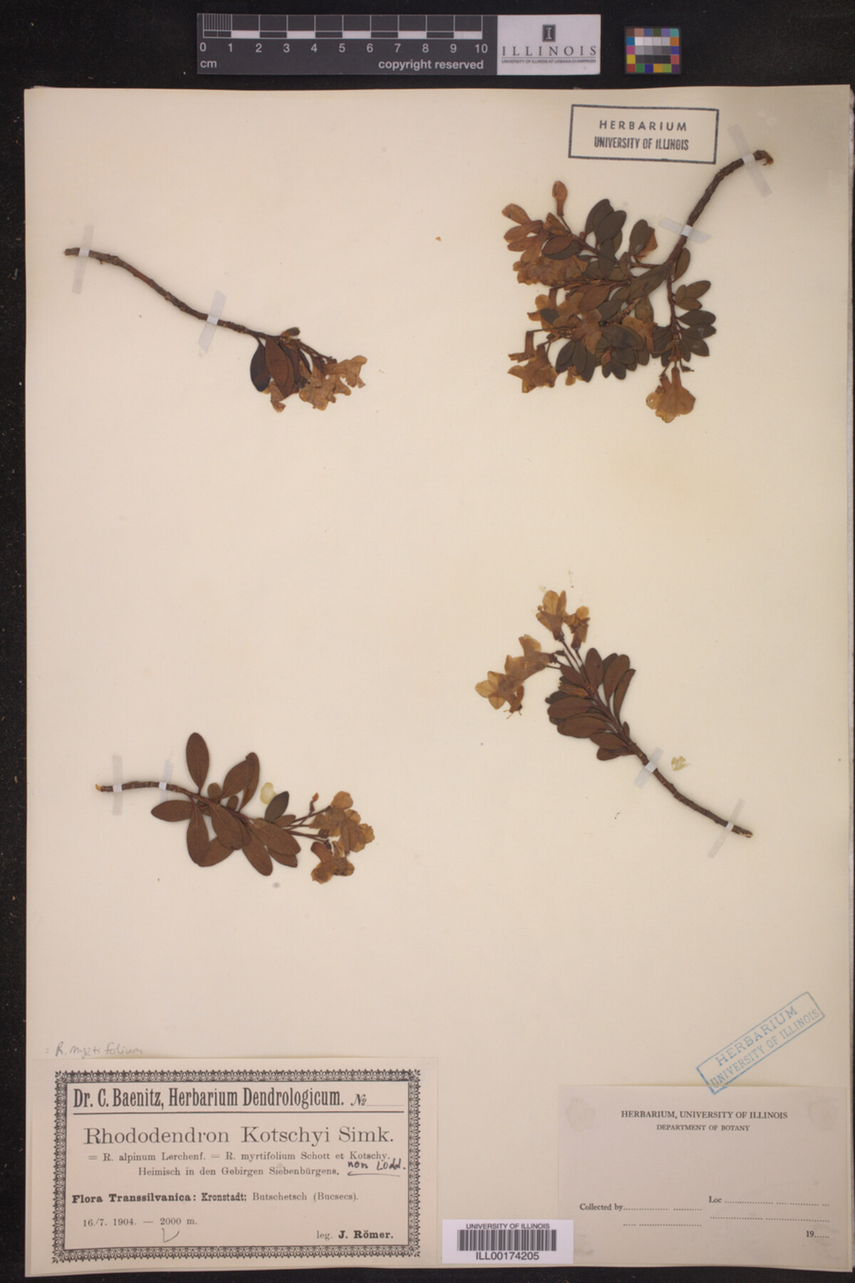 Rhododendron myrtifolium image