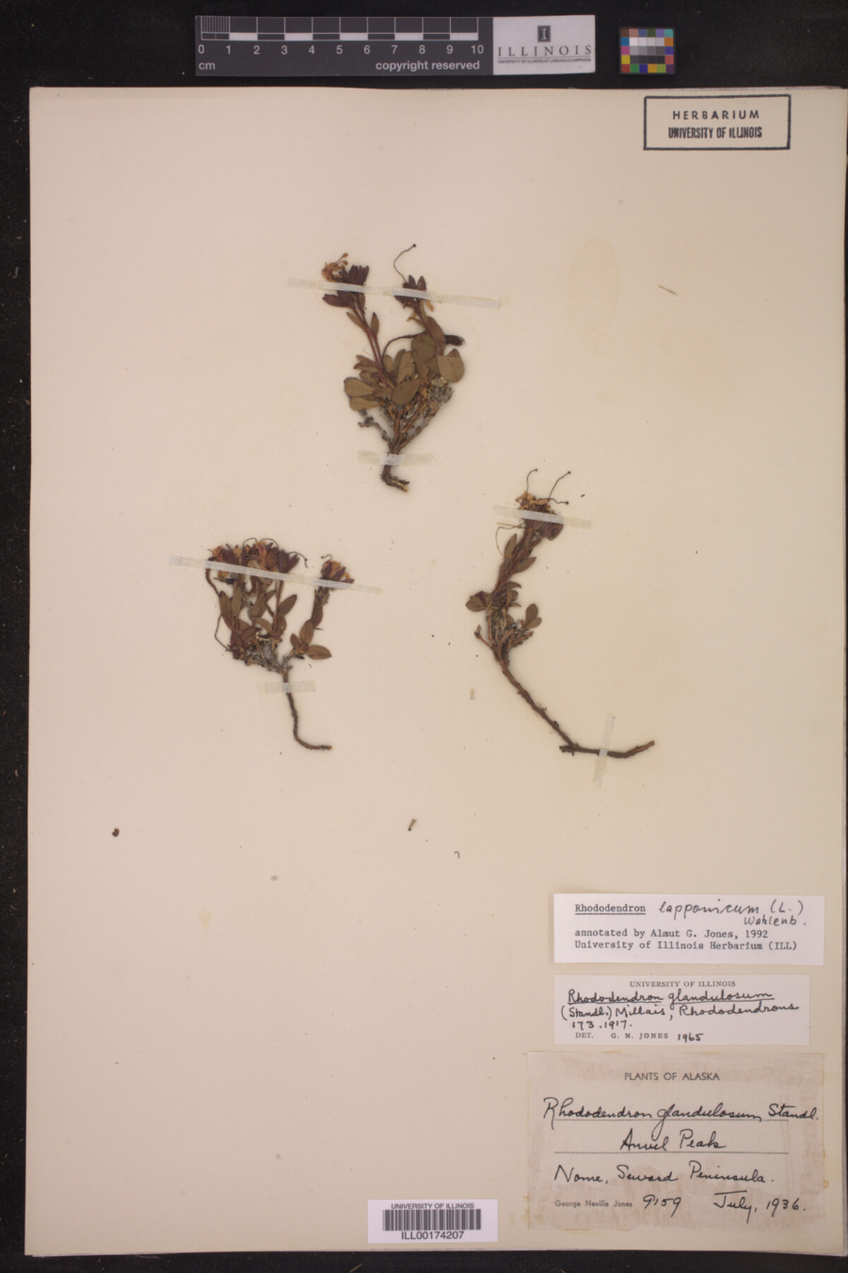 Rhododendron lapponicum image