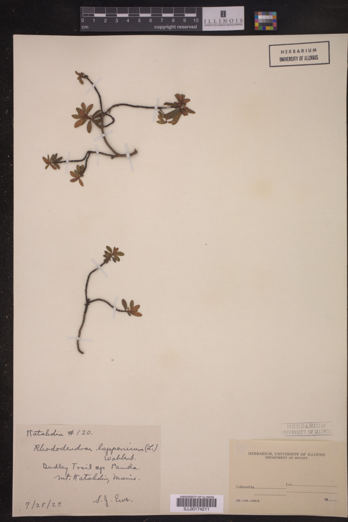 Rhododendron lapponicum image