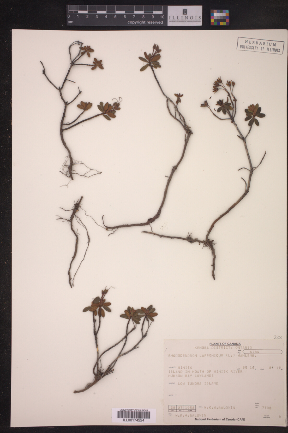 Ericaceae image
