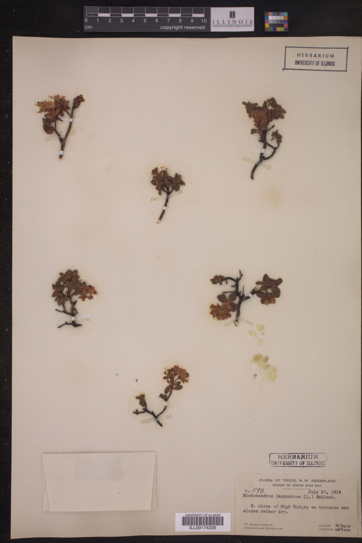 Rhododendron lapponicum image
