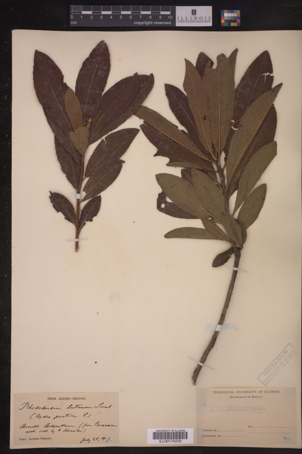 Rhododendron luteum image