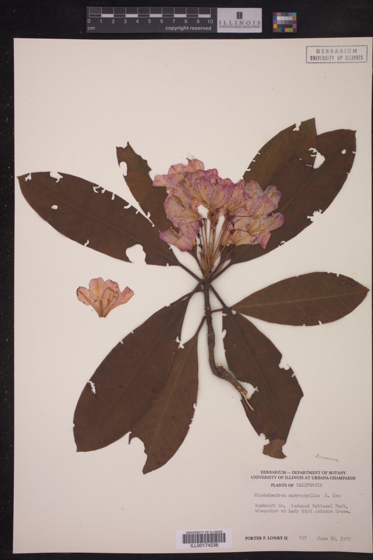 Rhododendron macrophyllum image