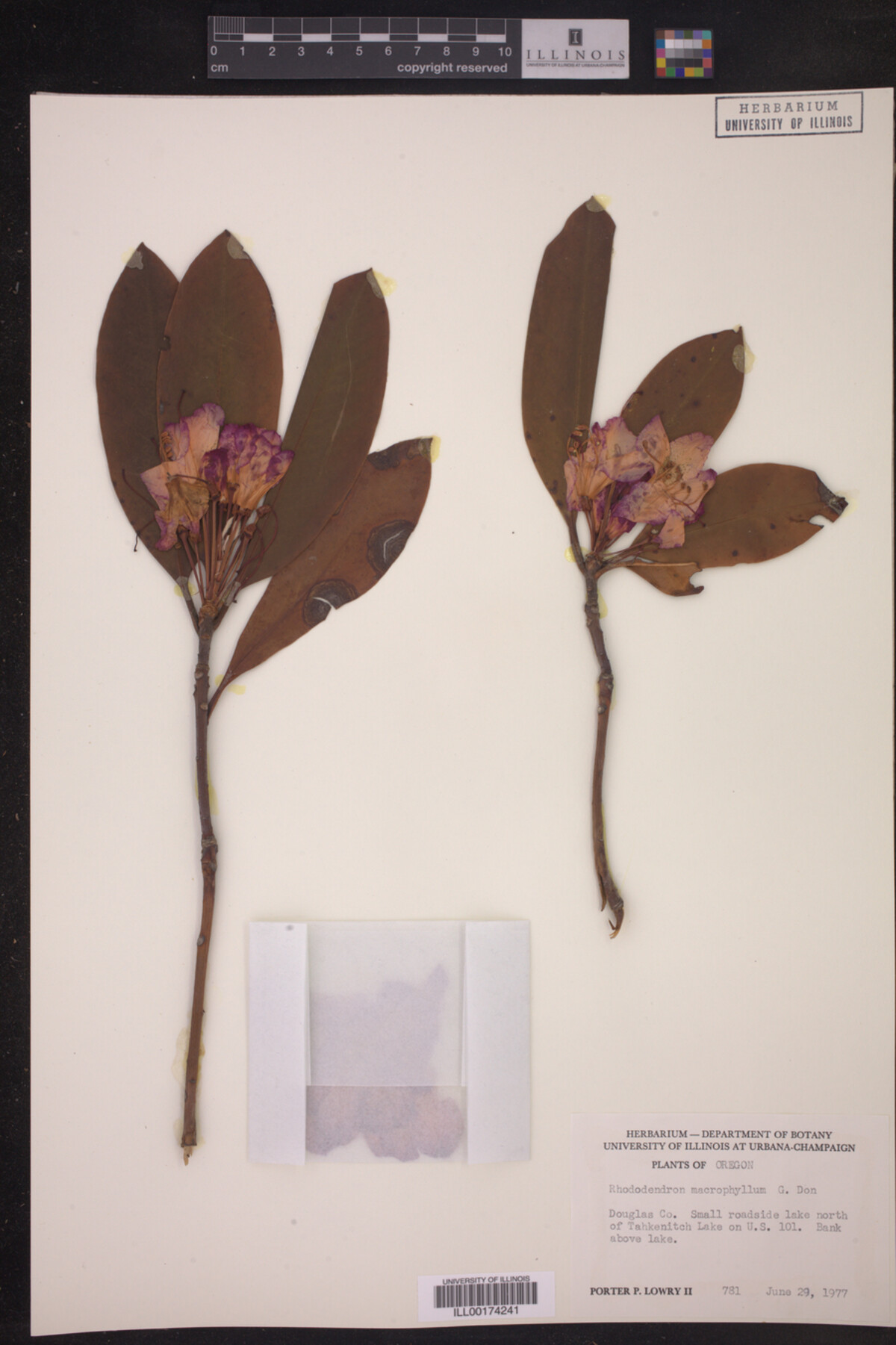 Rhododendron macrophyllum image