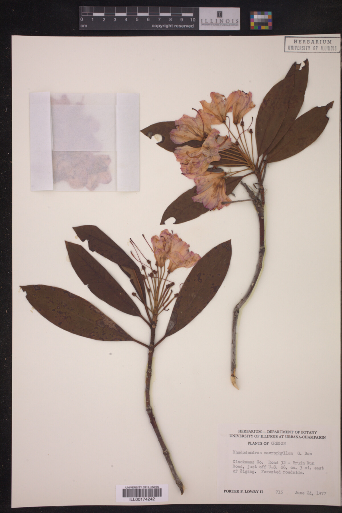 Ericaceae image