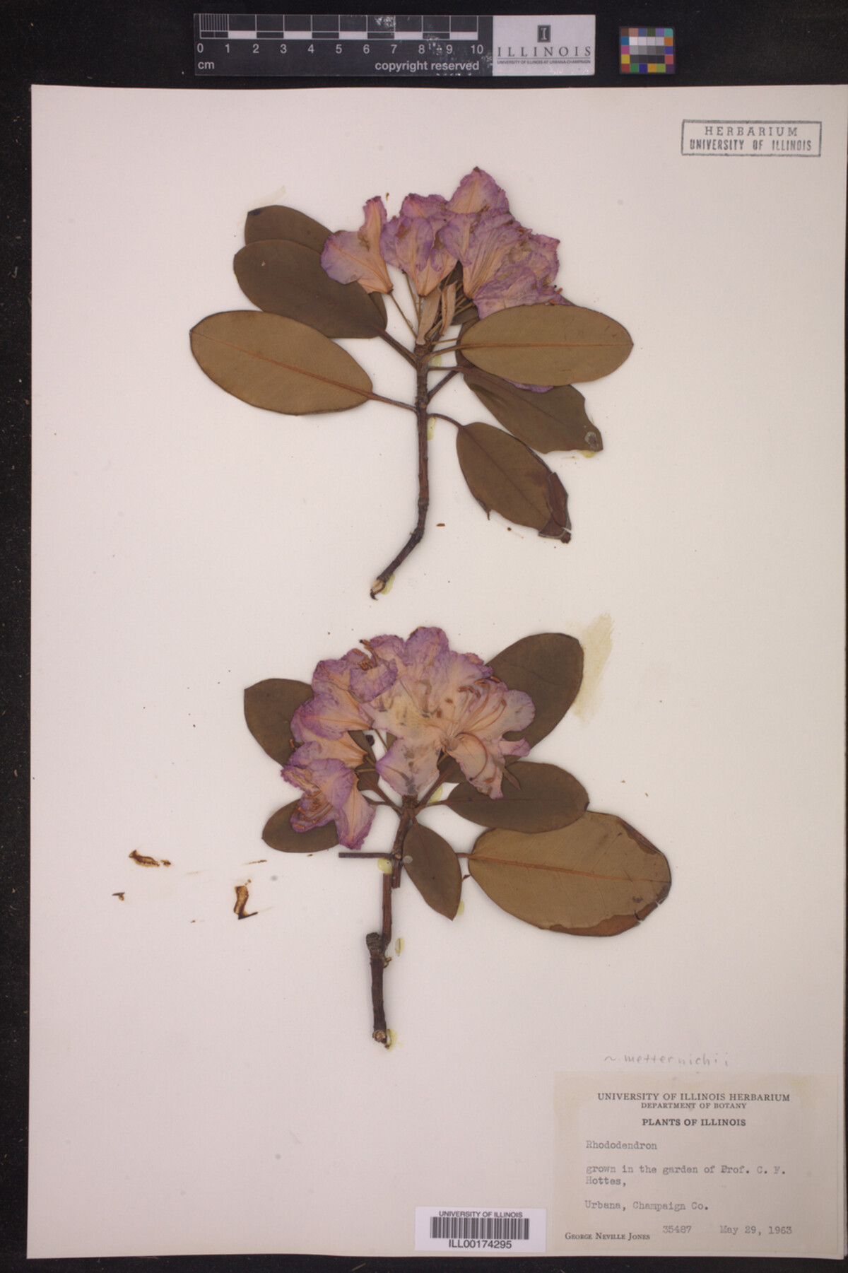 Rhododendron metternichii image