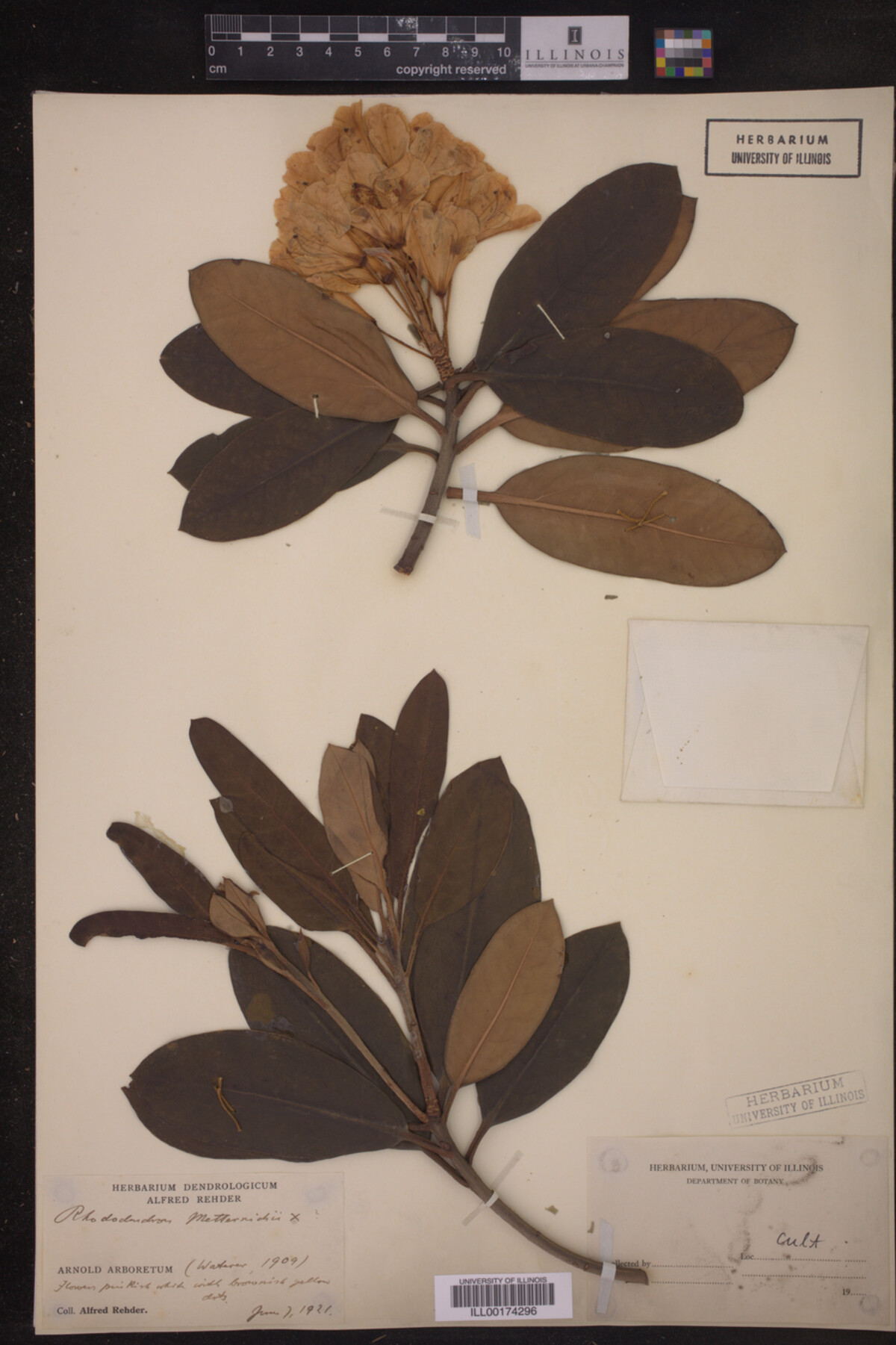 Rhododendron metternichii image