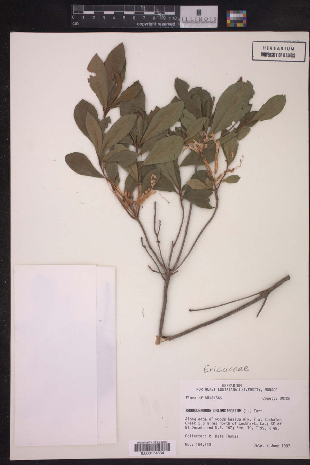 Rhododendron oblongifolium image