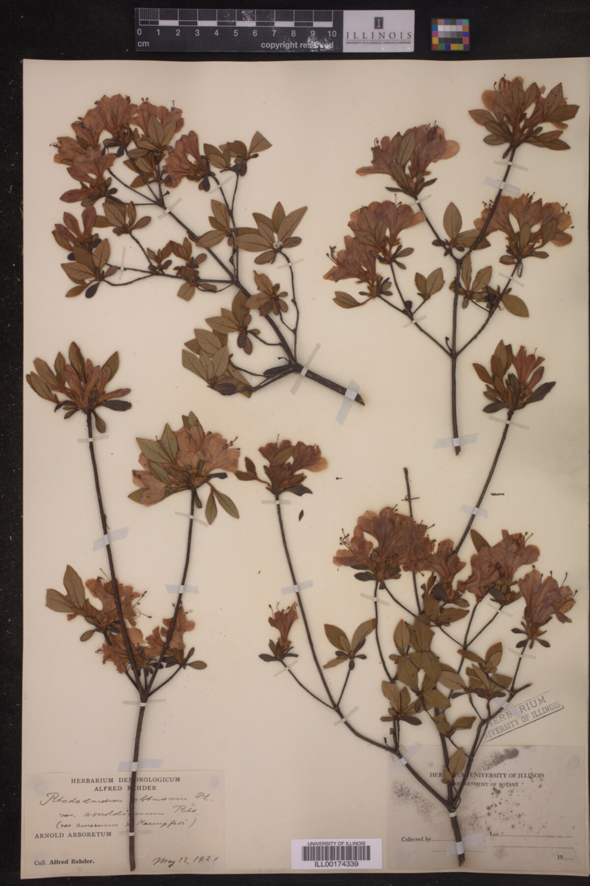 Rhododendron obtusum image