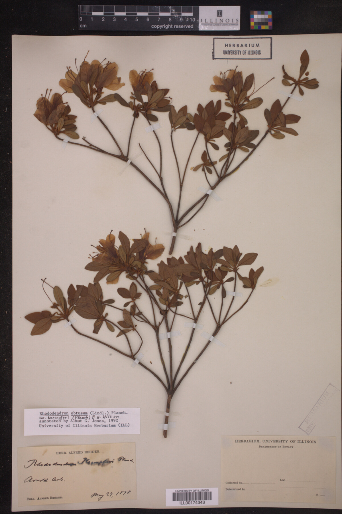 Rhododendron obtusum image