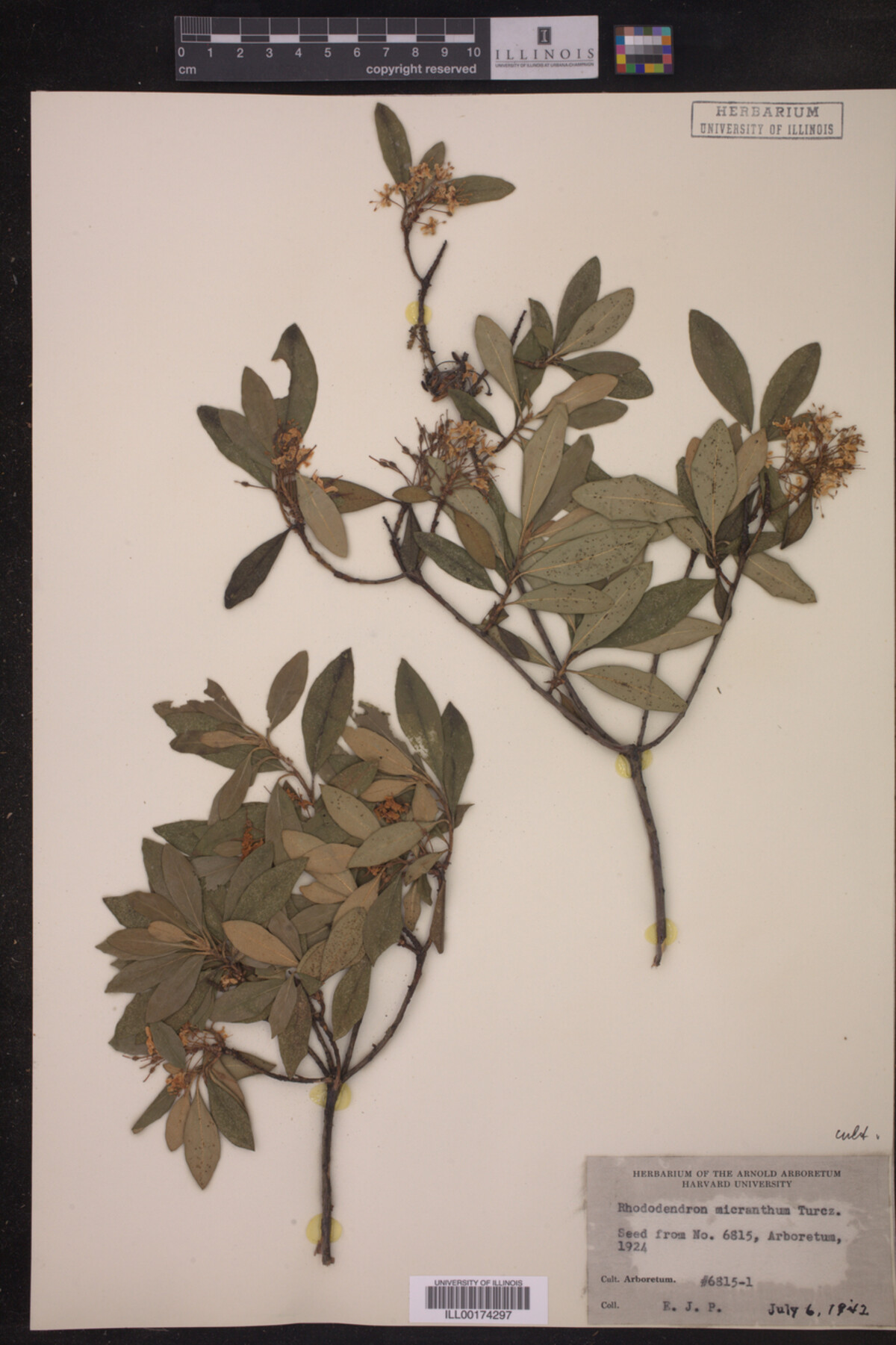 Rhododendron micranthum image