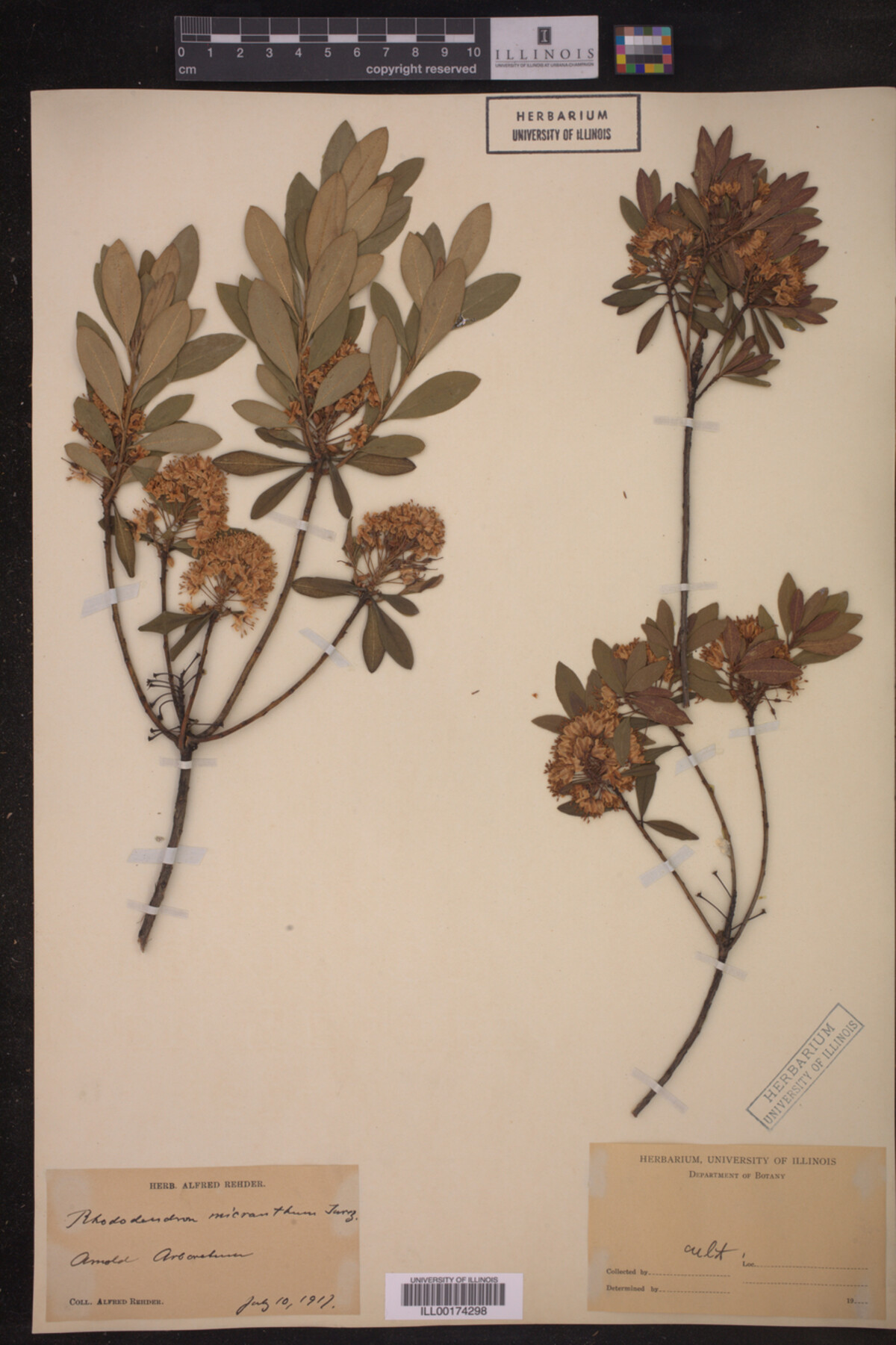 Rhododendron micranthum image