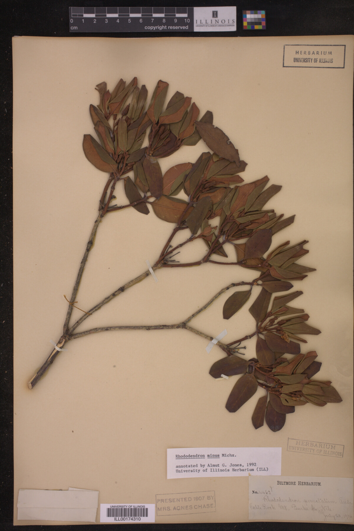 Rhododendron minus image