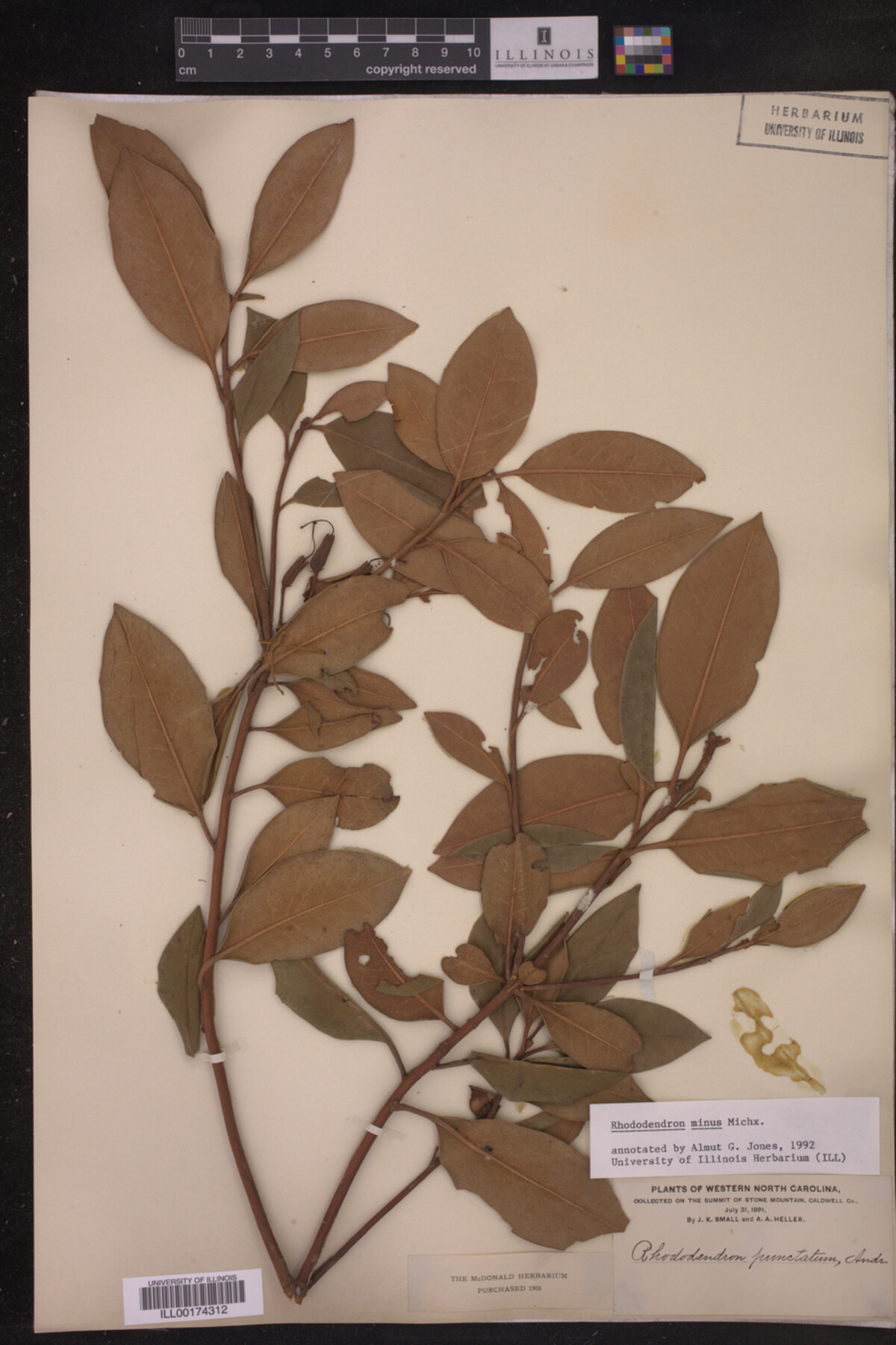 Rhododendron minus image