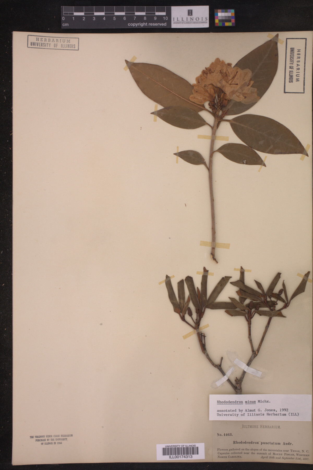 Rhododendron image