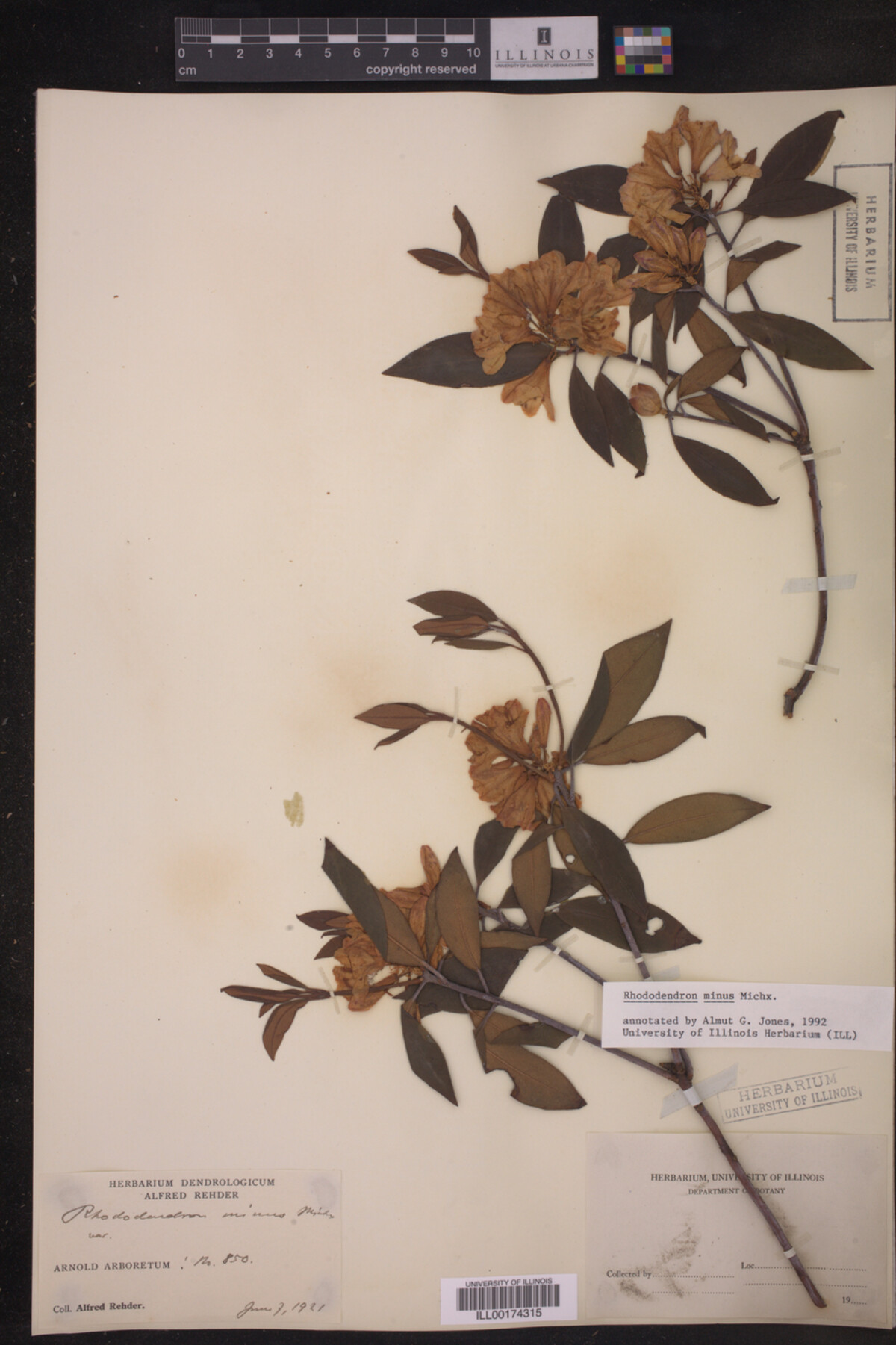 Rhododendron minus image
