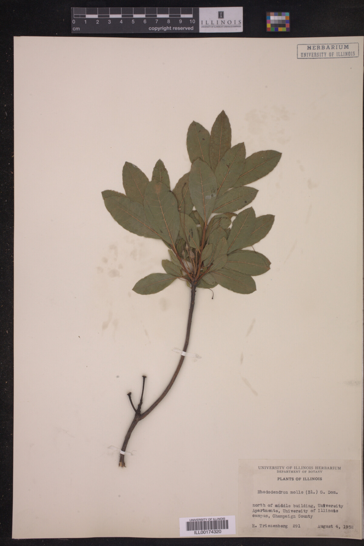 Rhododendron molle image