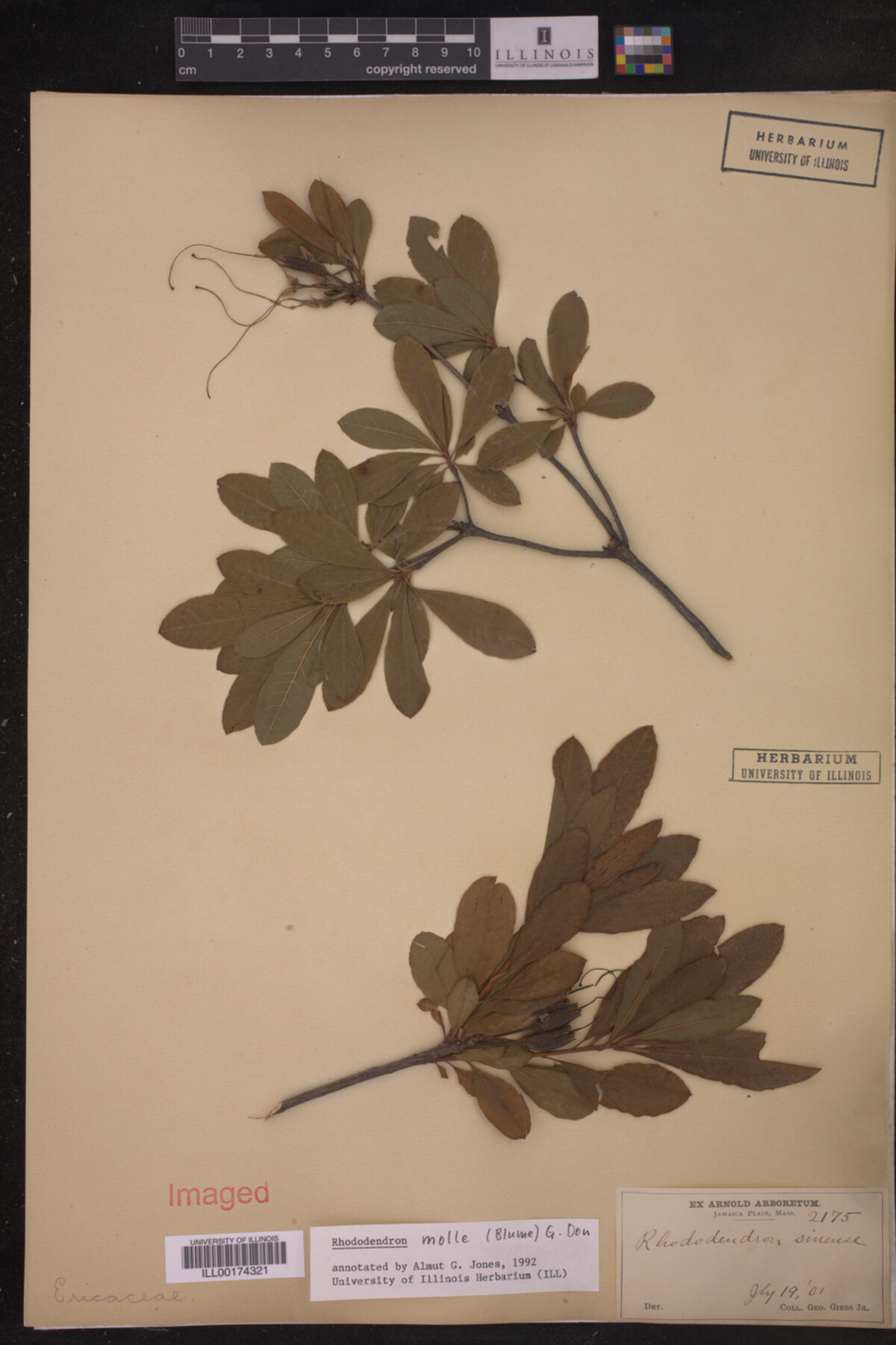 Rhododendron molle image