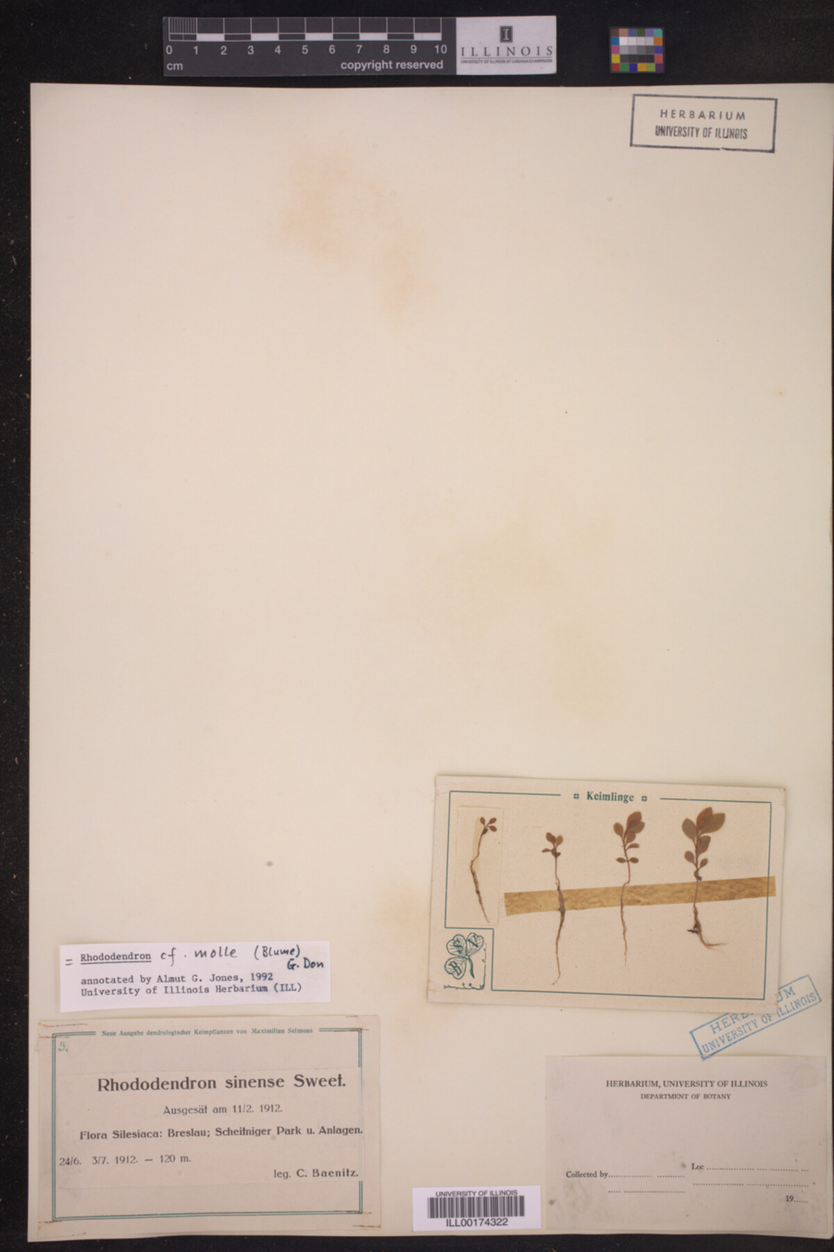 Rhododendron molle image