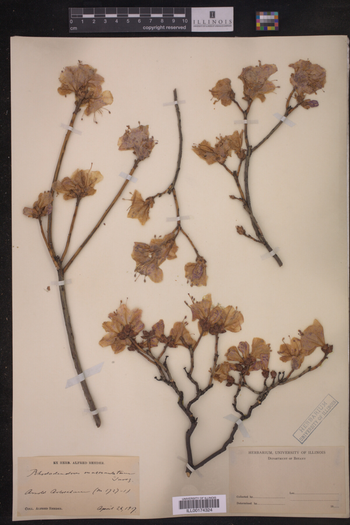 Rhododendron mucronulatum image