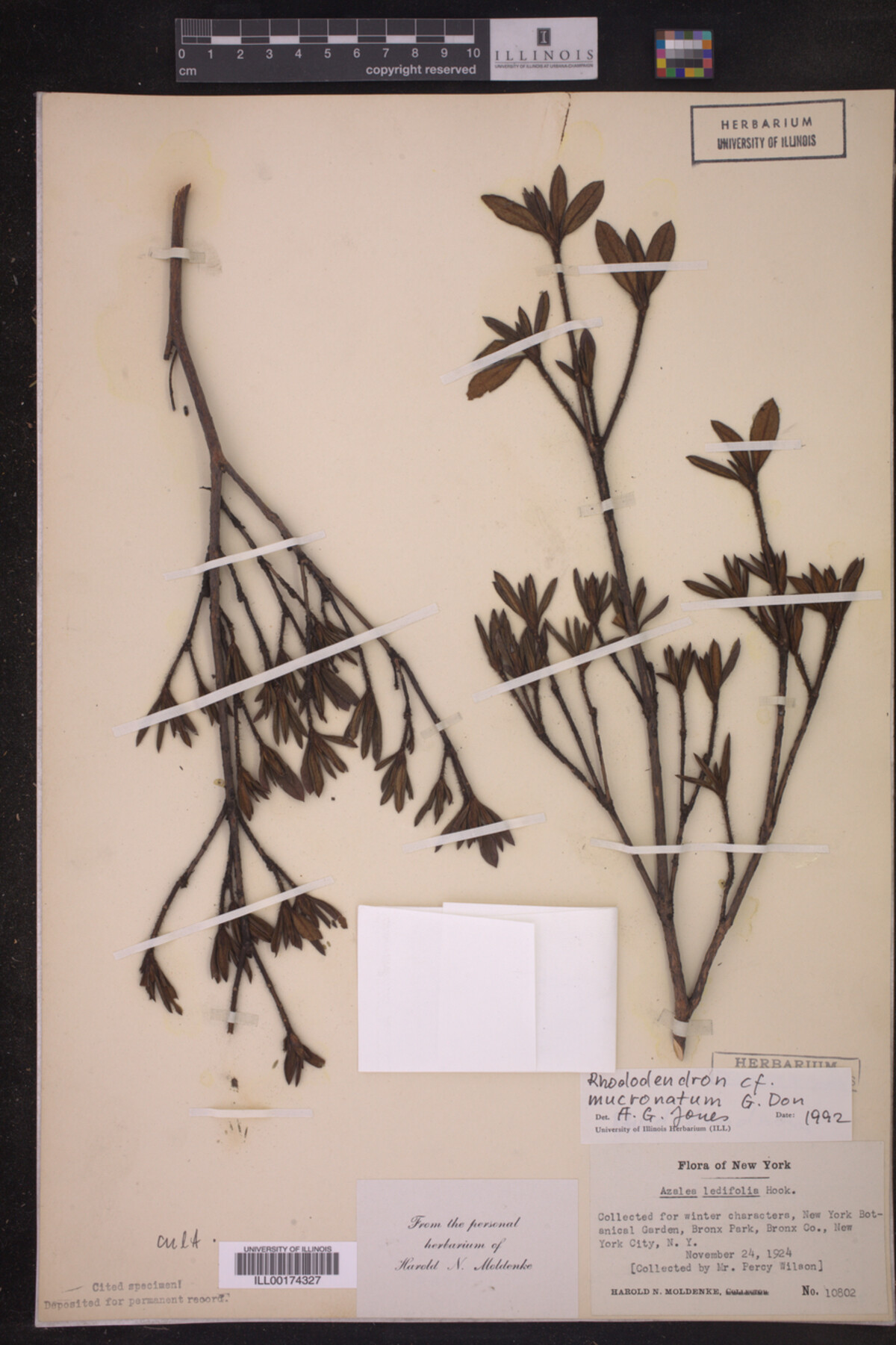 Rhododendron mucronatum image