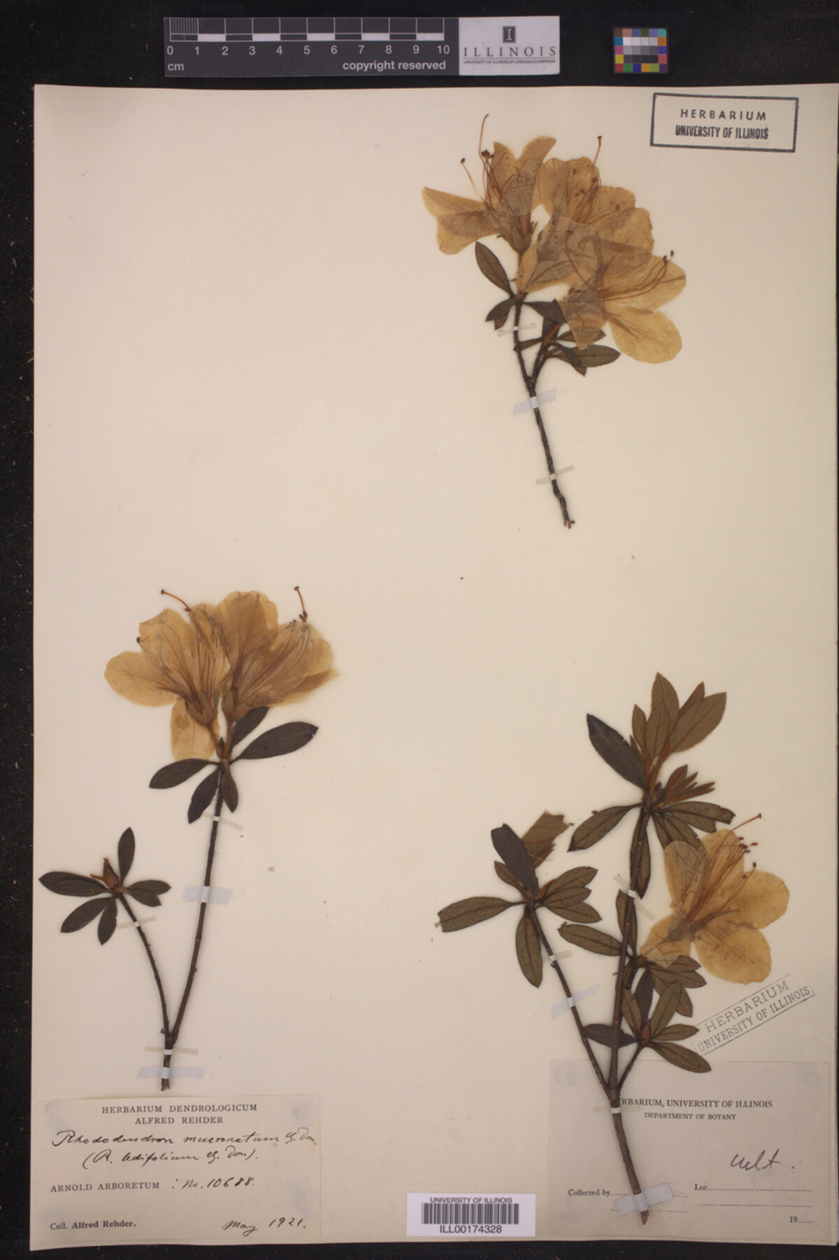 Rhododendron mucronatum image