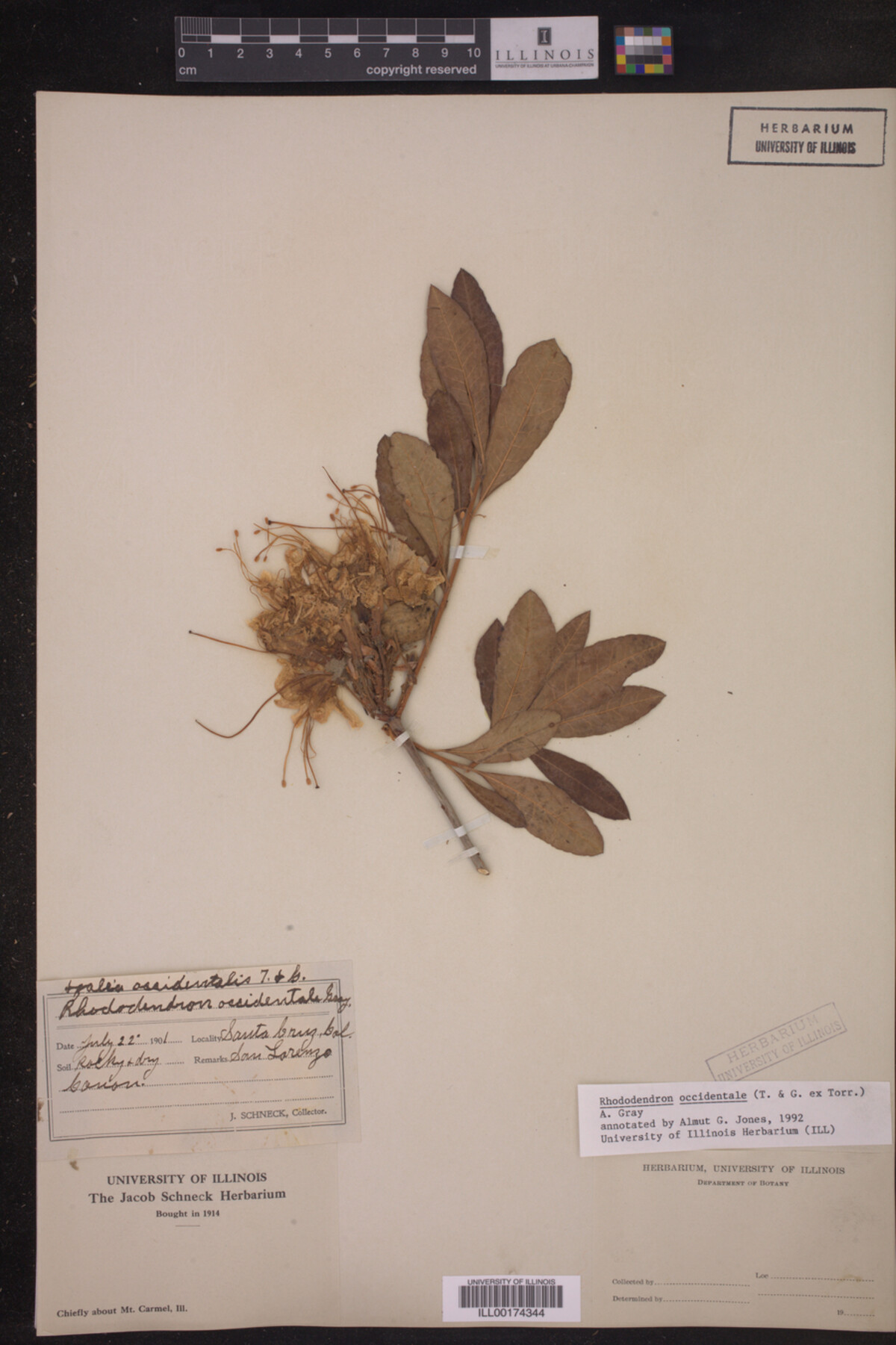 Rhododendron occidentale image