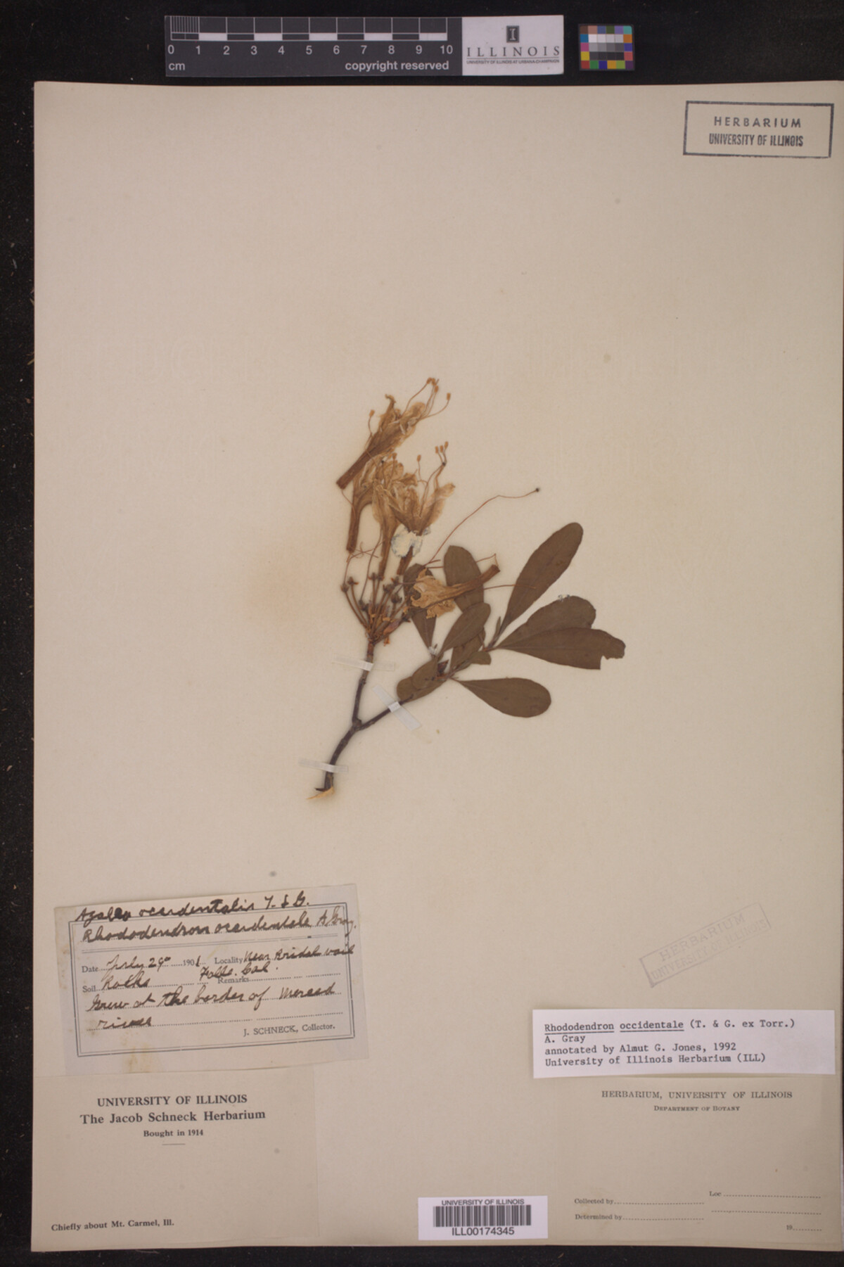 Rhododendron occidentale image