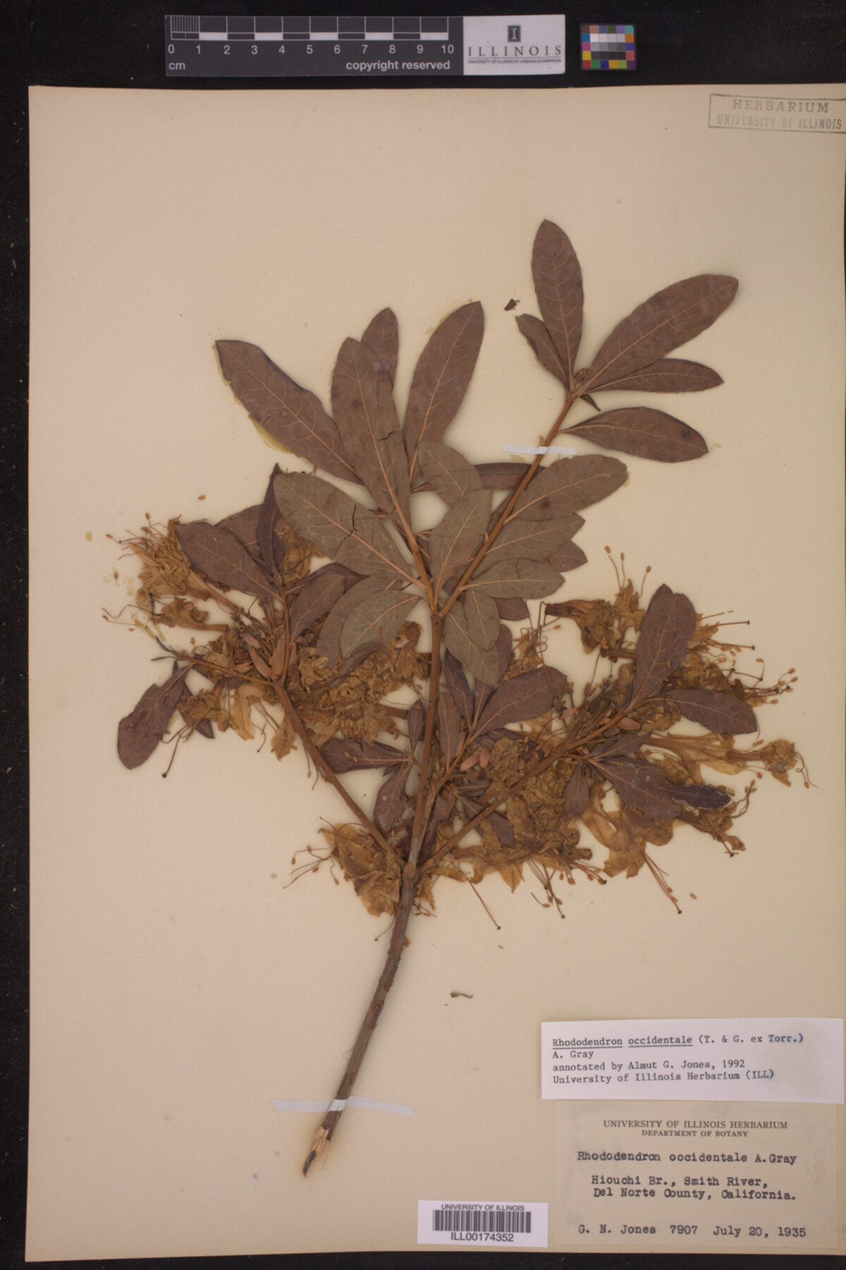 Rhododendron occidentale image