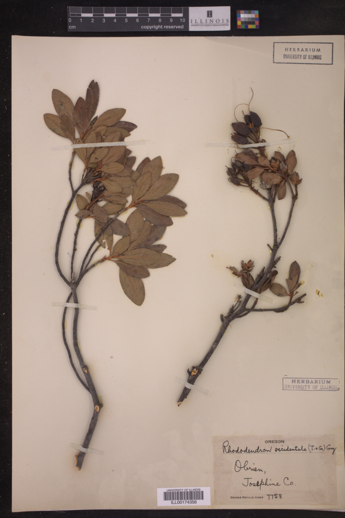 Rhododendron occidentale image