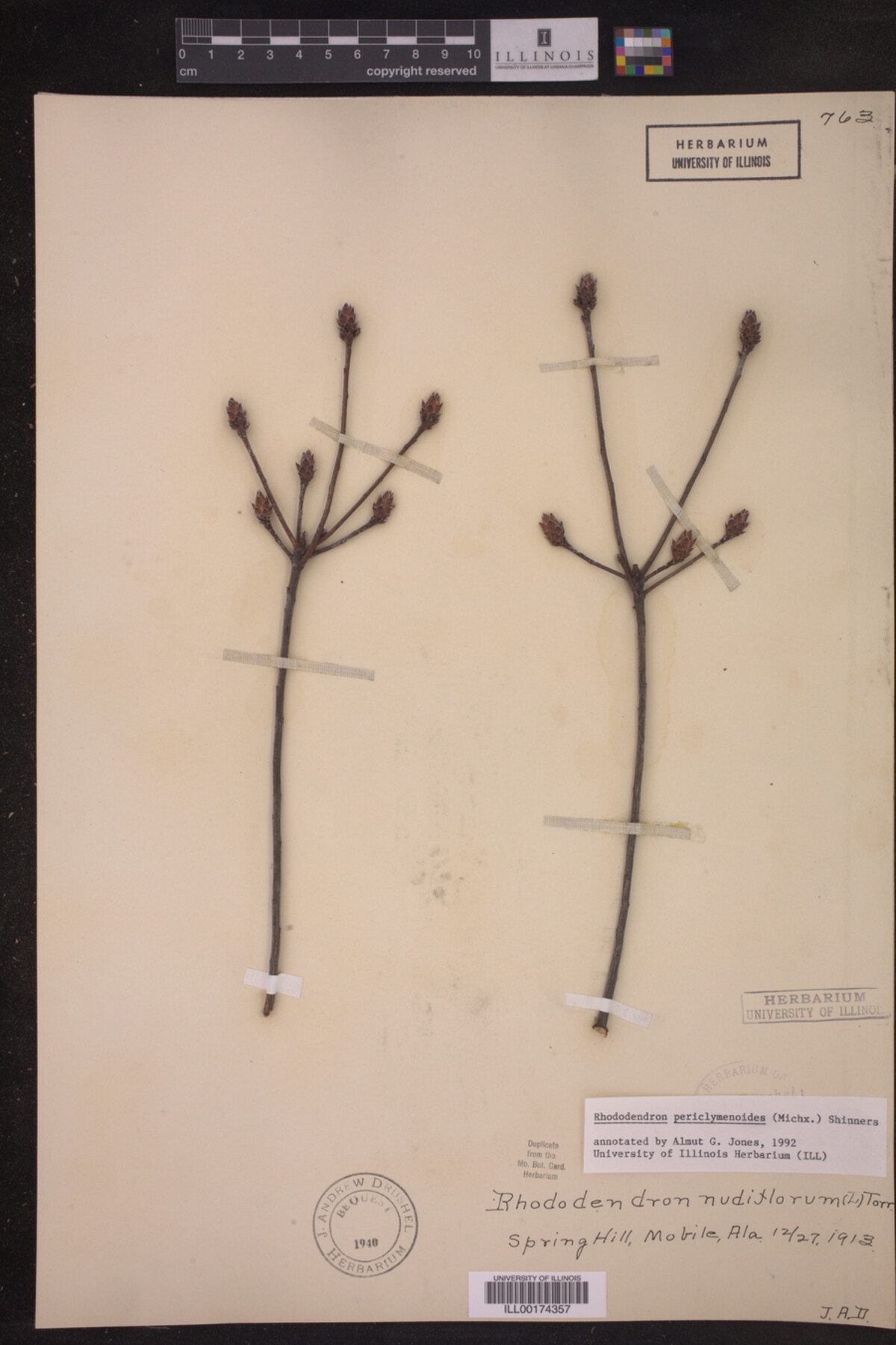 Rhododendron pericylmenoides image