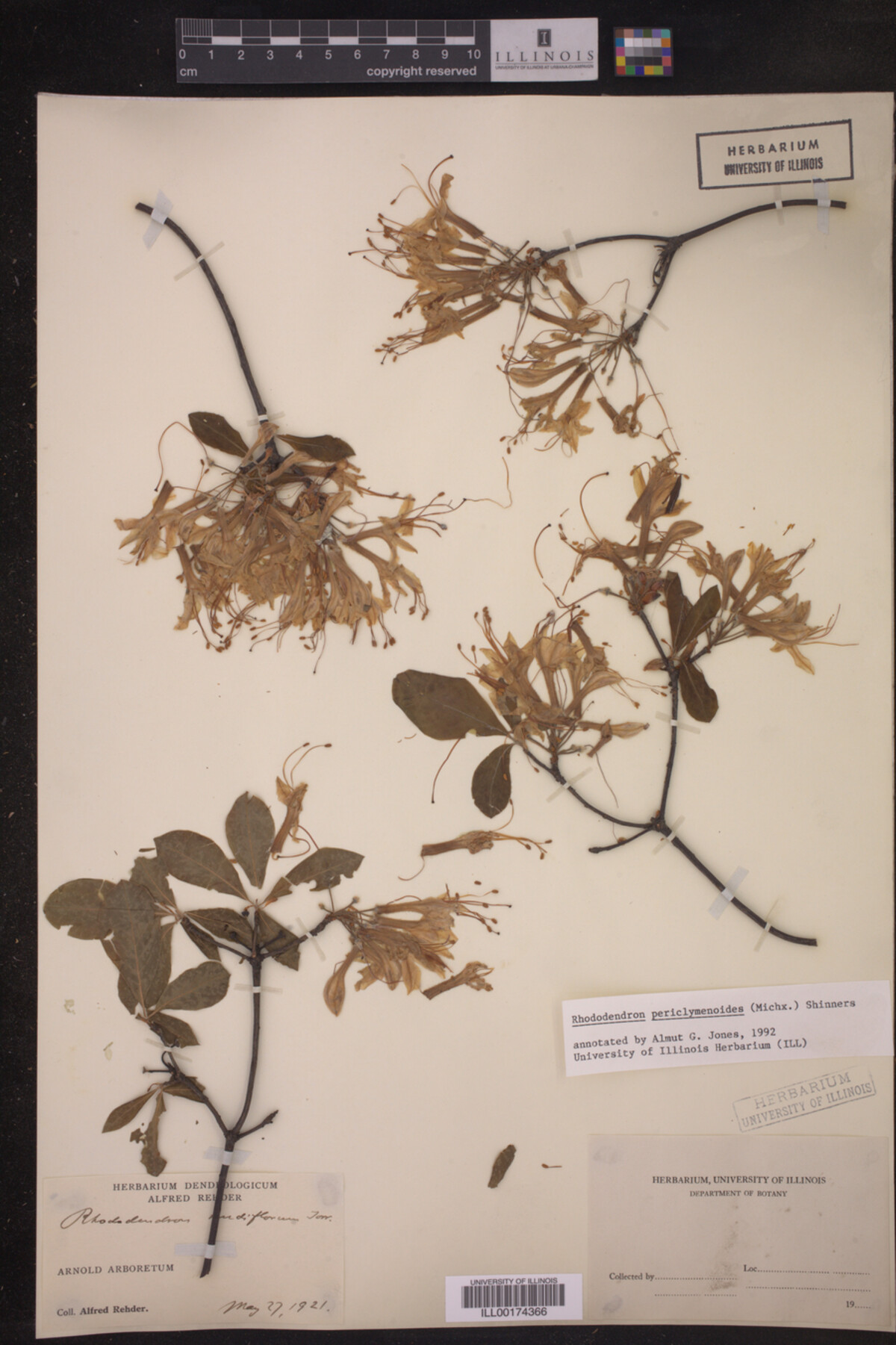 Rhododendron pericylmenoides image