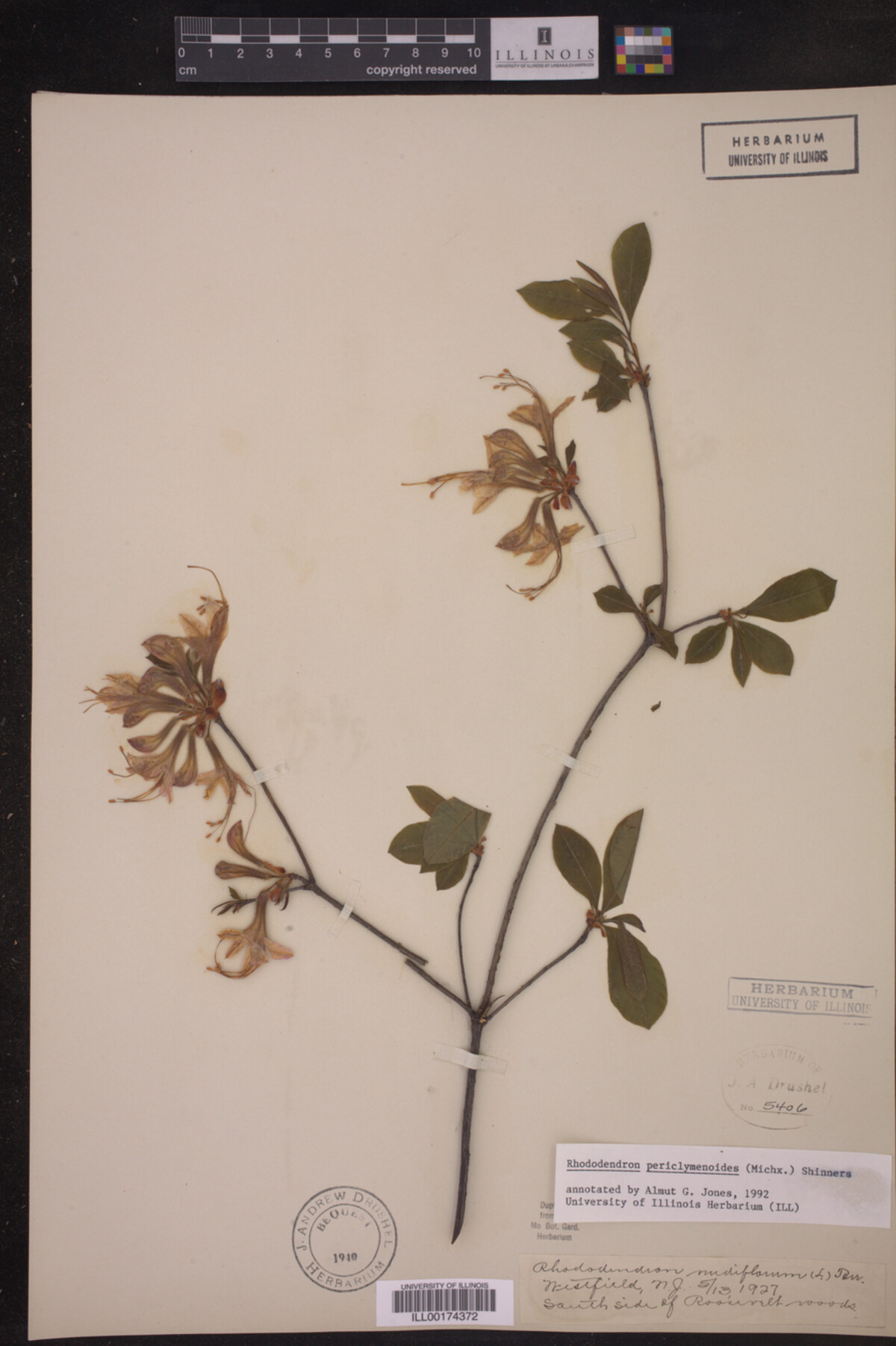 Rhododendron pericylmenoides image